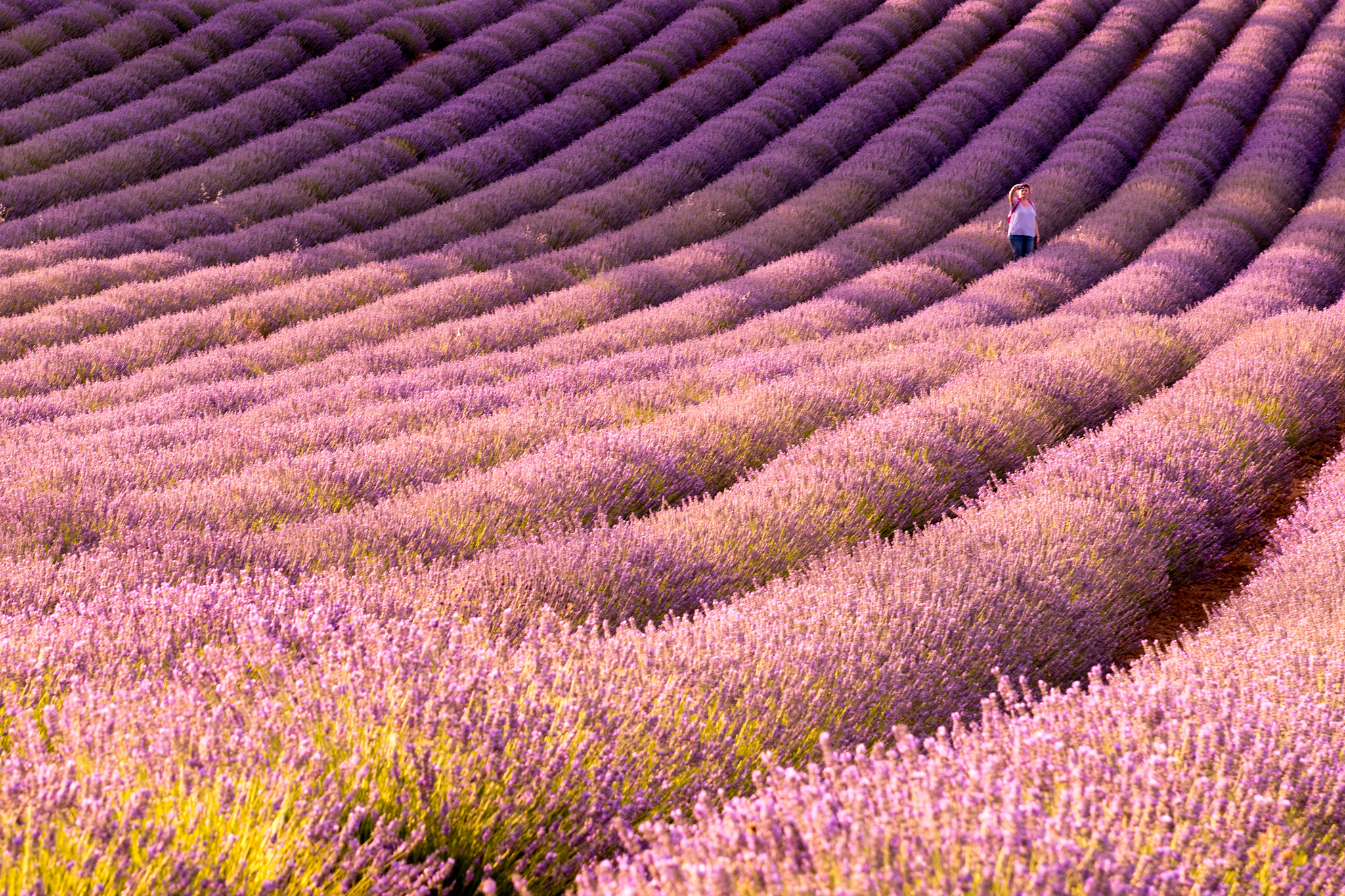 Nikon AF-S Nikkor 24-70mm F2.8G ED sample photo. Lavender sunset photography