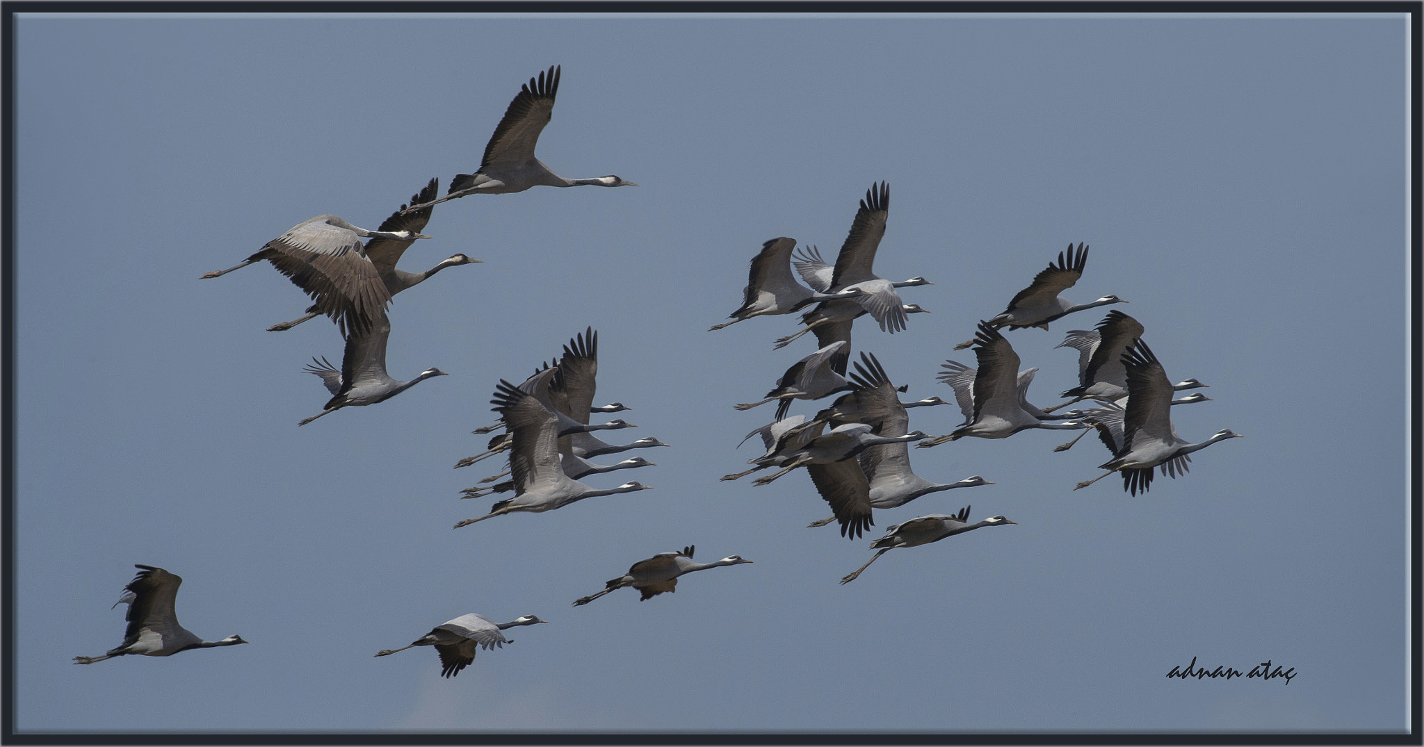 Sigma 300-800mm F5.6 EX DG HSM sample photo. Telli turna - grus virgo - demoiselle crane photography