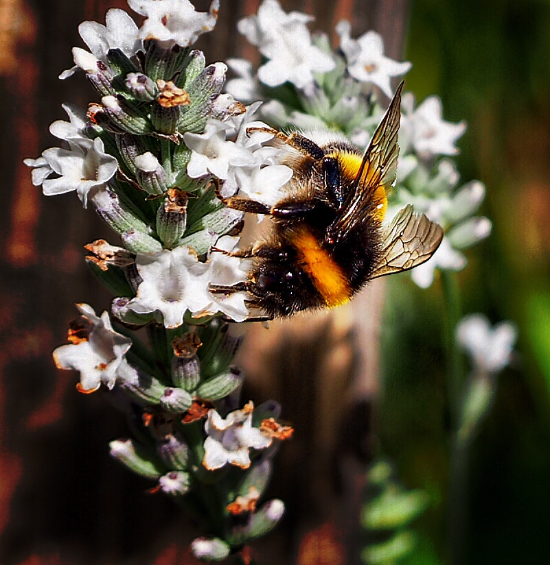 Olympus PEN E-PL7 sample photo. Bumblebee photography