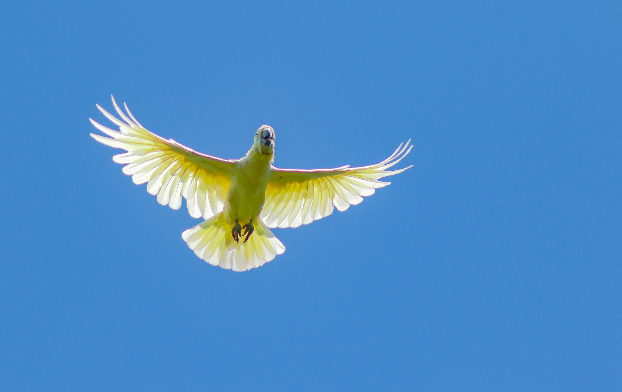 EF75-300mm f/4-5.6 sample photo. Cockatoo in hongkong photography