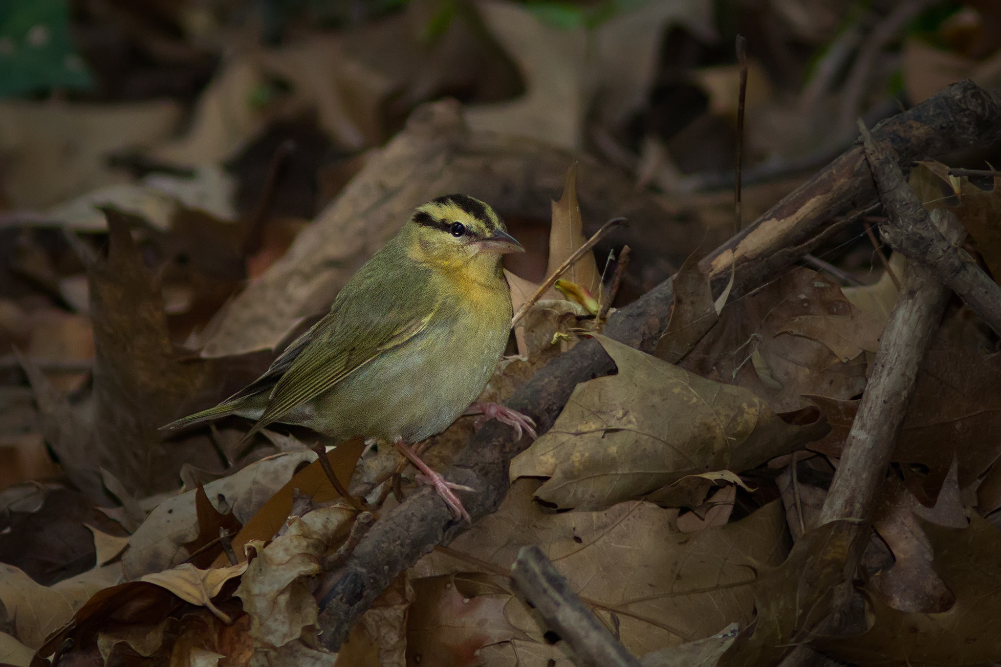 Canon EF 300mm F4L IS USM sample photo. Worm-eating warbler 2814 photography