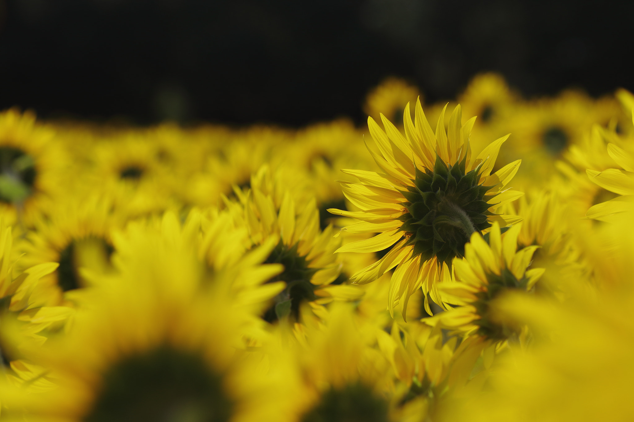 Canon EOS 7D Mark II + Tamron SP AF 90mm F2.8 Di Macro sample photo. ...向日葵。 photography