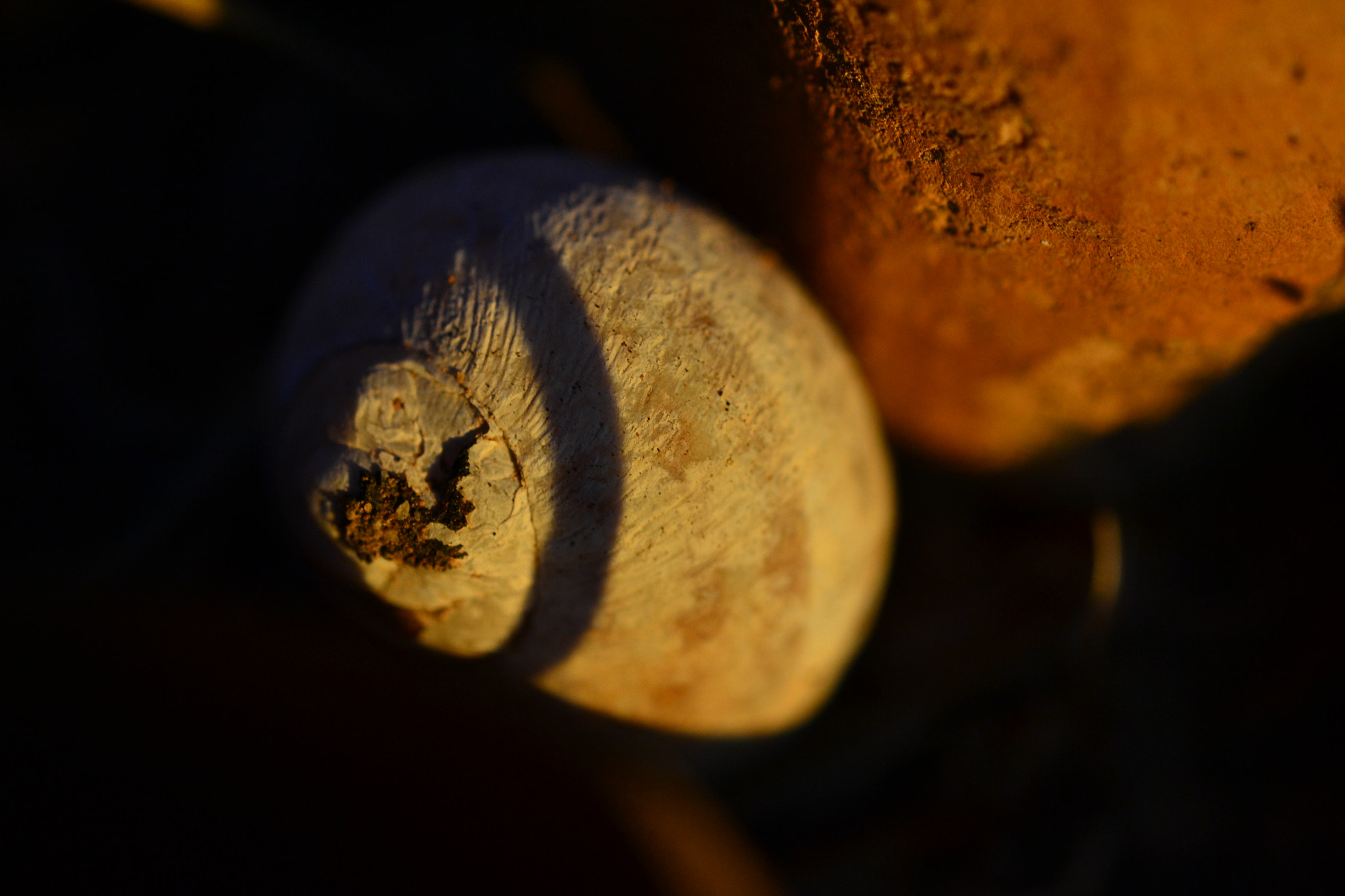 Nikon AF-S Micro-Nikkor 60mm F2.8G ED sample photo. Snail shell.jpg photography