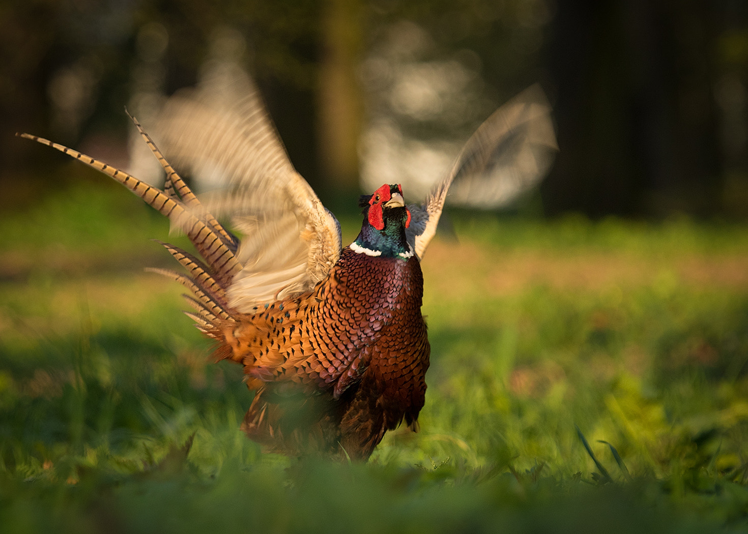 Canon EF 100-400mm F4.5-5.6L IS USM sample photo. Pheasant photography