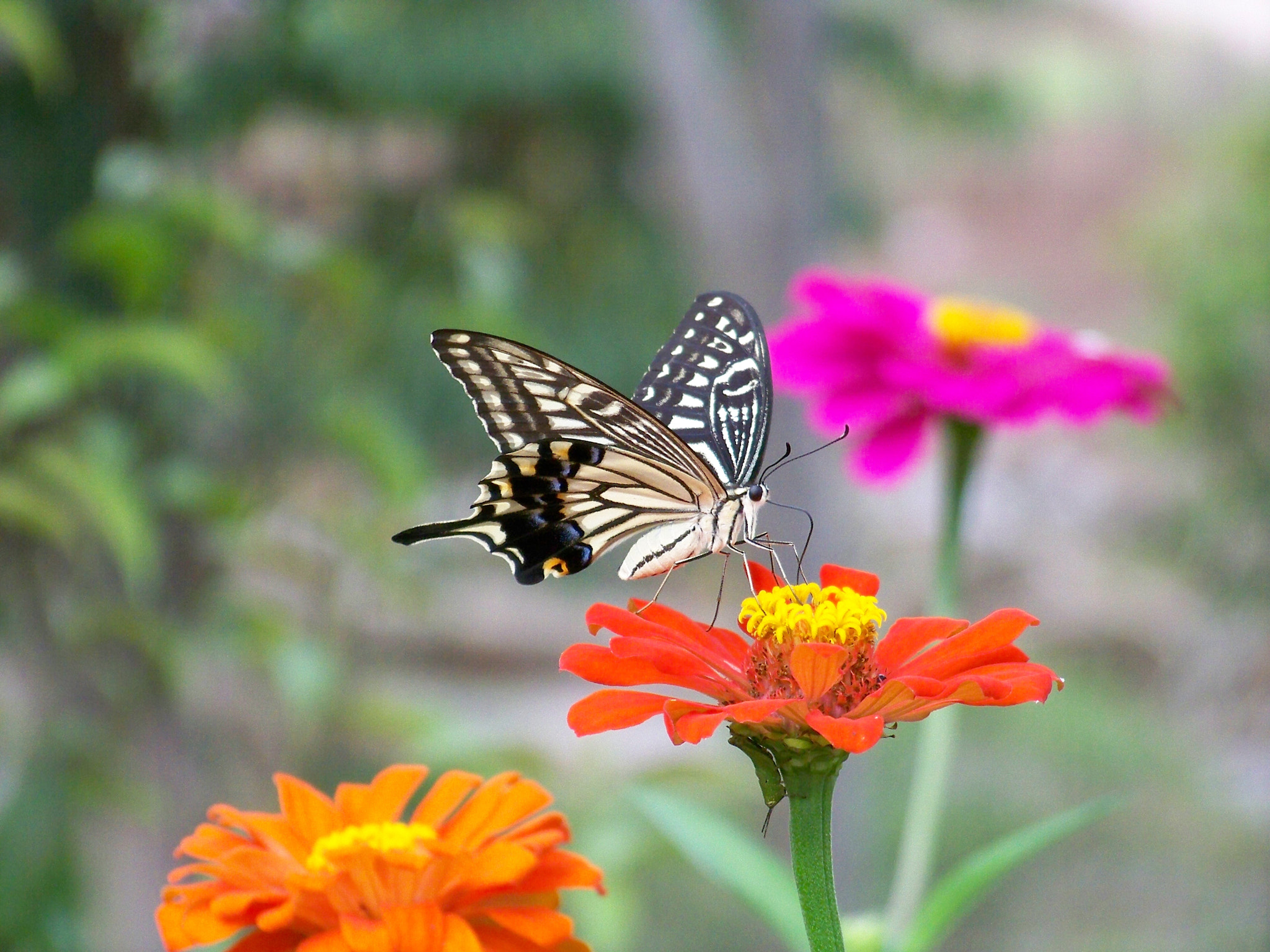 Kodak EASYSHARE Z1012 IS DIGITAL CAMERA sample photo. 蝶恋花 photography