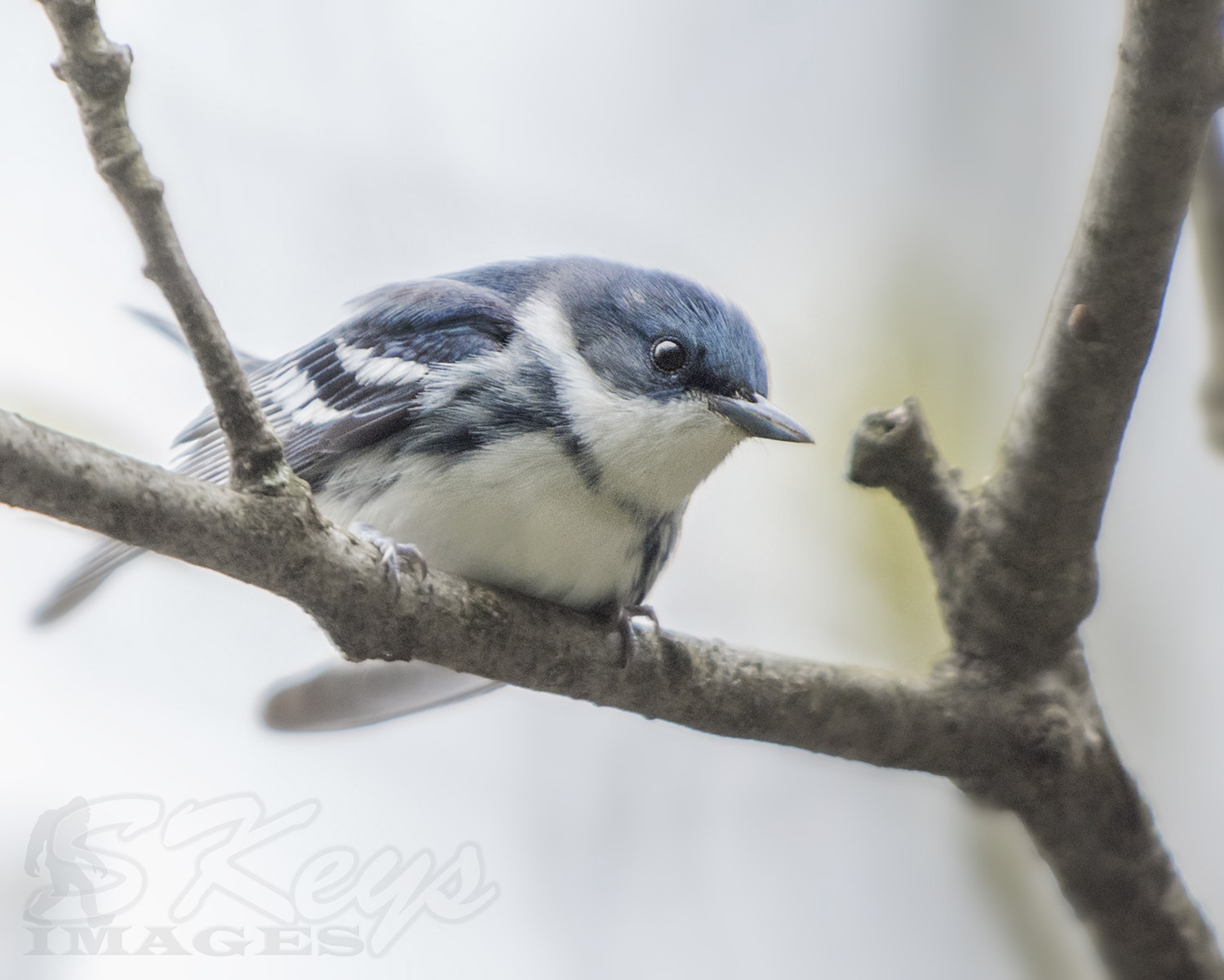 Nikon D7200 + Sigma 500mm F4.5 EX DG HSM sample photo. Peeping (cerulean  warbler) photography