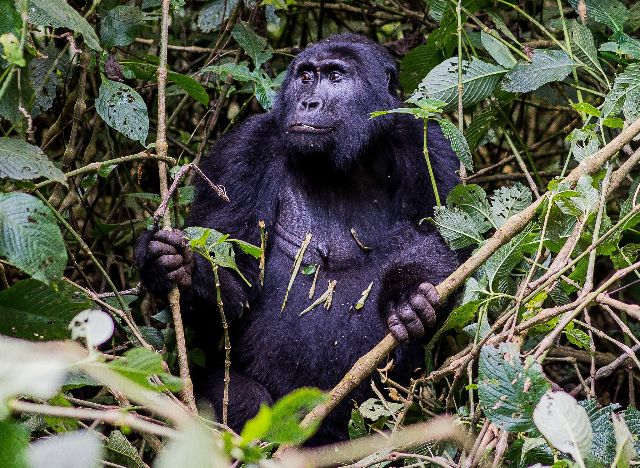 Nikon Df + Nikon AF-S Nikkor 85mm F1.8G sample photo. Female mountain gorilla photography