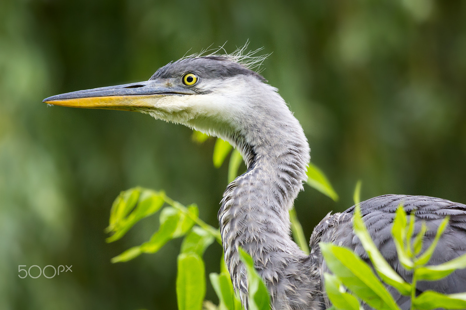 Canon EF 100-400mm F4.5-5.6L IS USM sample photo. Junger graureiher photography
