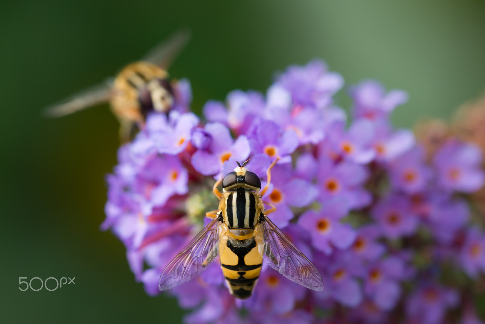 Sigma 150mm F2.8 EX DG OS Macro HSM sample photo. Meeting in the garden photography