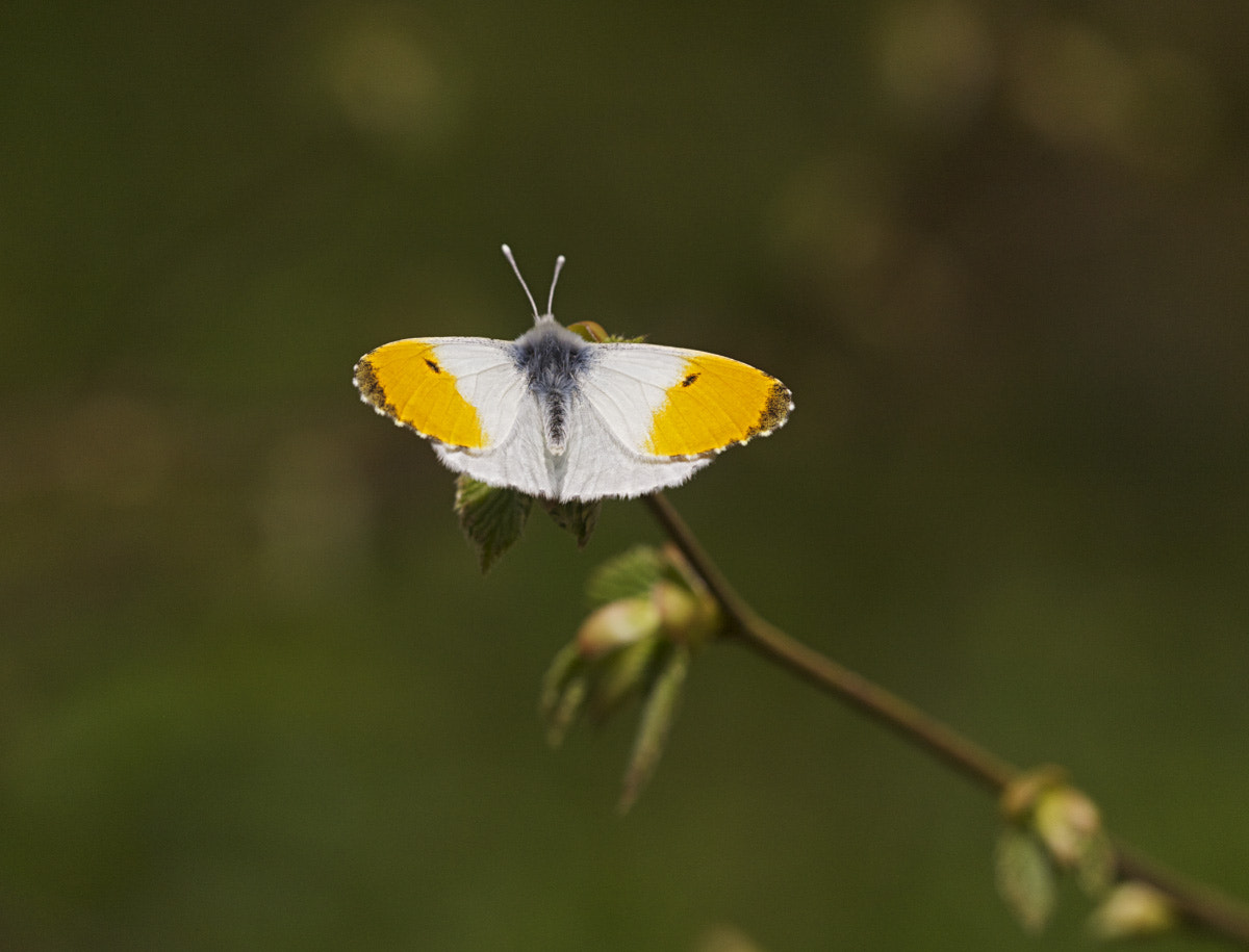 Sigma APO Macro 150mm f/2.8 EX DG HSM sample photo. Orange tip male photography
