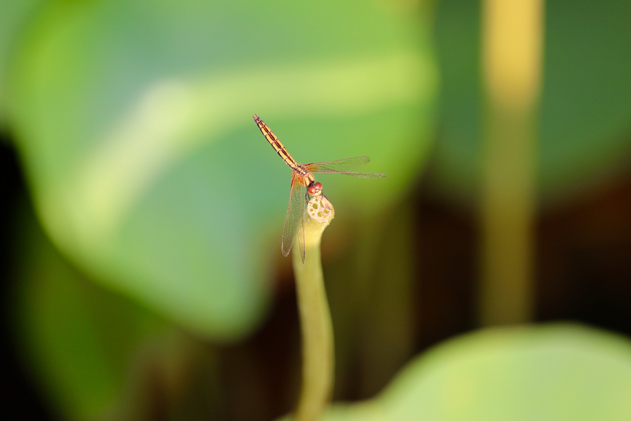 Canon EF 70-200mm F2.8L IS II USM sample photo