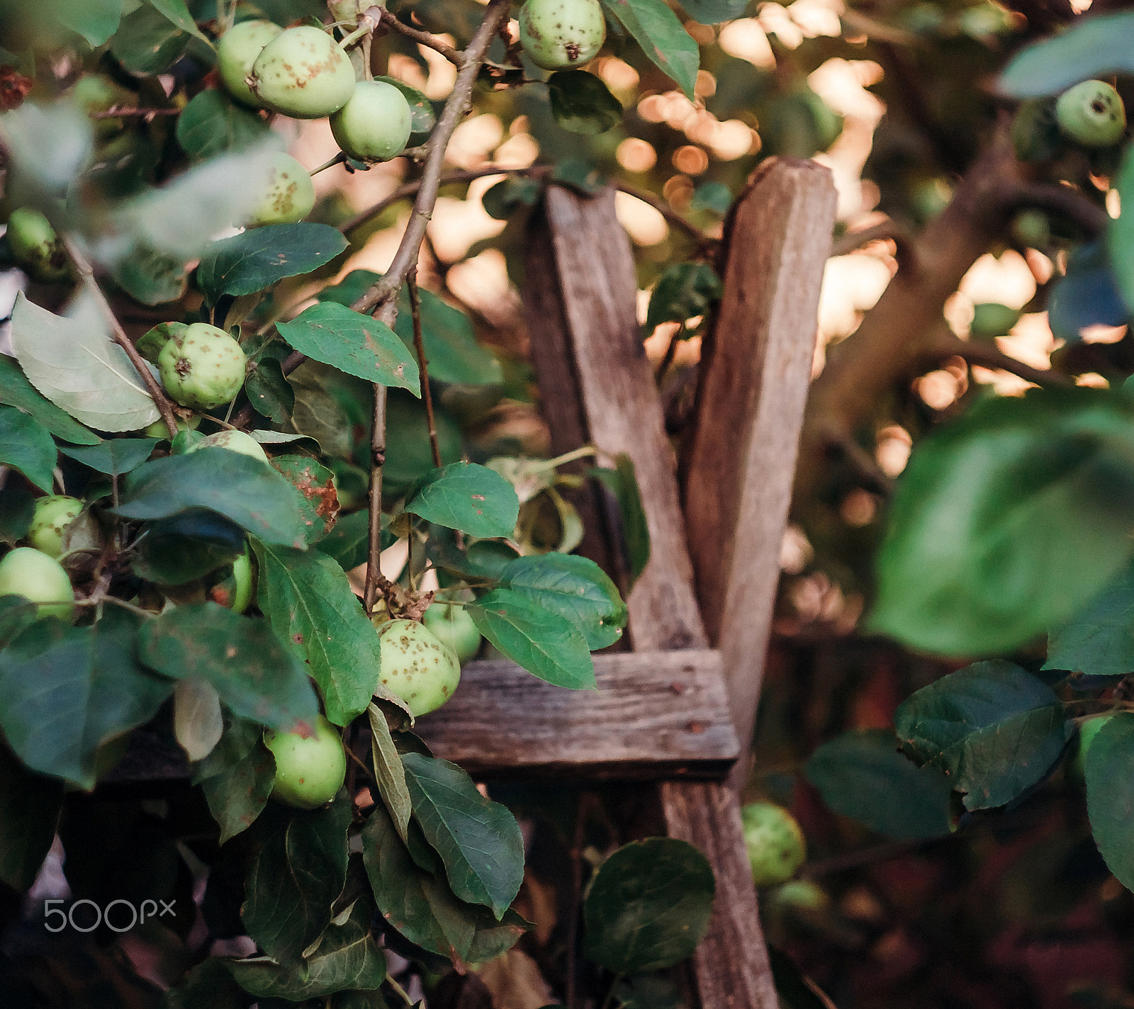 Canon EF 35-80mm f/4-5.6 sample photo. В яблоневом саду photography