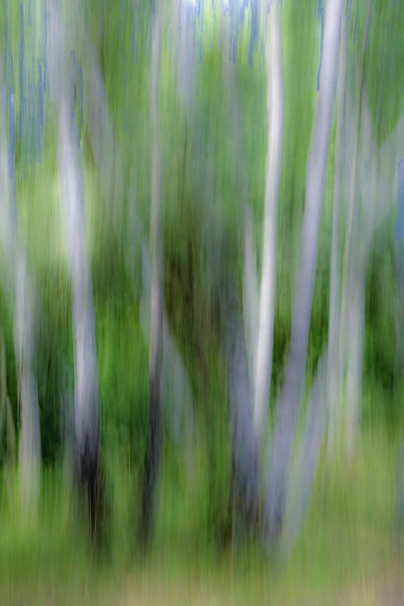Sigma 17-70mm F2.8-4 DC Macro OS HSM sample photo. Birchtrees photography