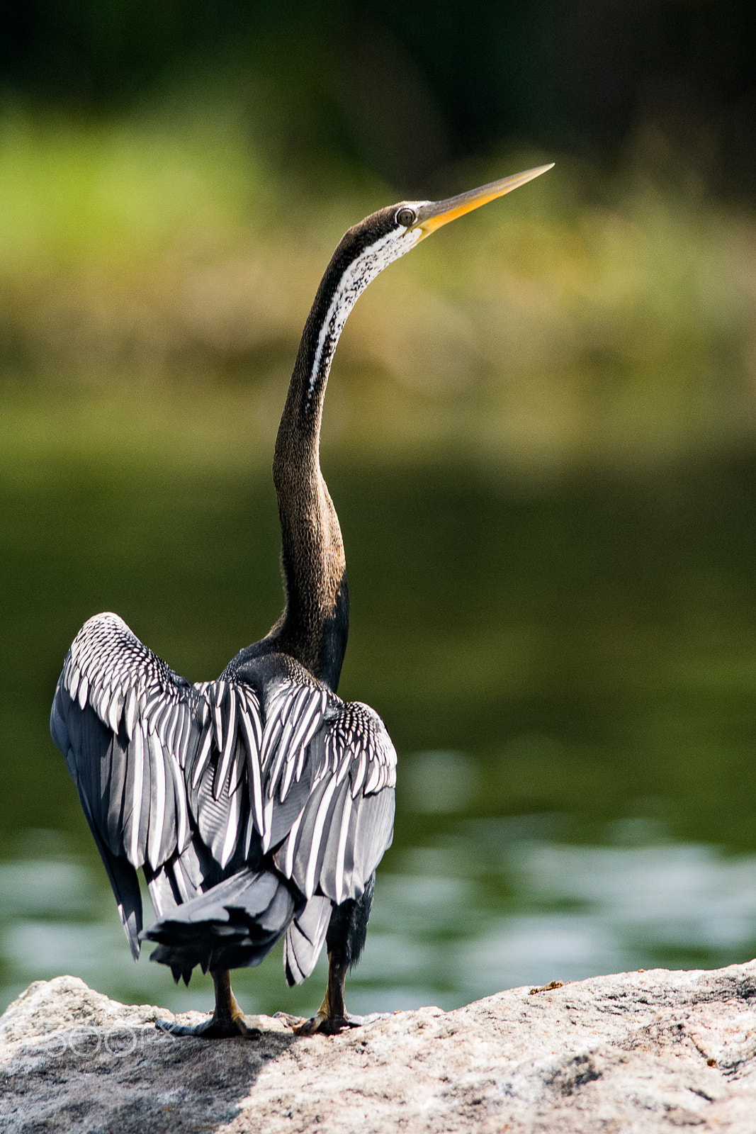 Nikon D3300 + Nikon AF-S Nikkor 300mm F4D ED-IF sample photo. Oriental darter photography