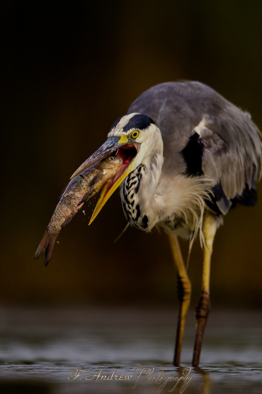 Canon EOS 6D + Canon EF 800mm F5.6L IS USM sample photo. Ardea cinerea photography