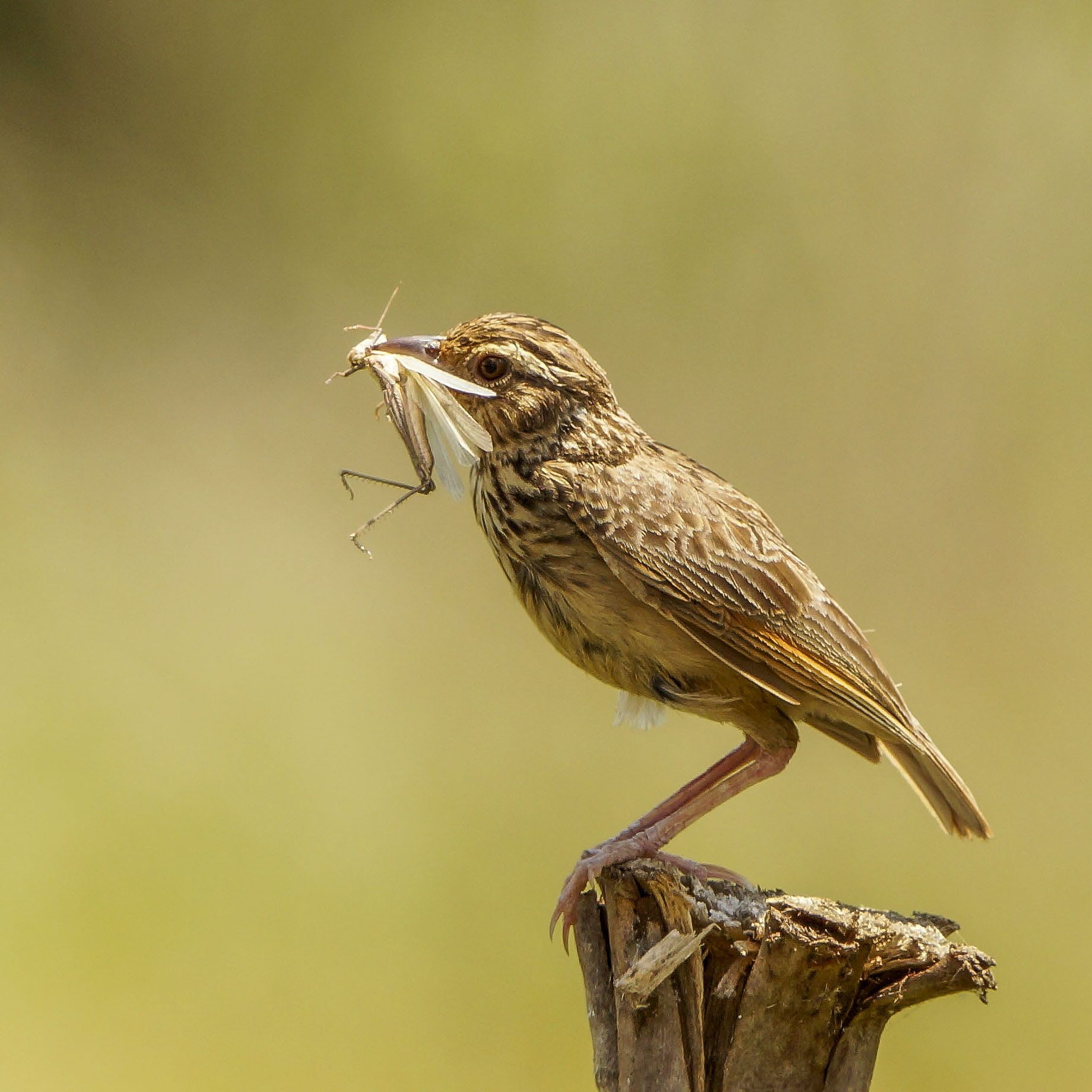 Sony SLT-A57 + Sony 70-400mm F4-5.6 G SSM sample photo. Indochinese bushlark photography