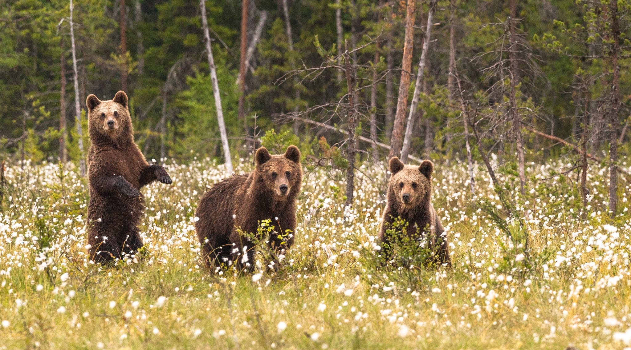 Nikon Nikkor AF-S 300mm F4E PF ED VR sample photo. Three little bears photography