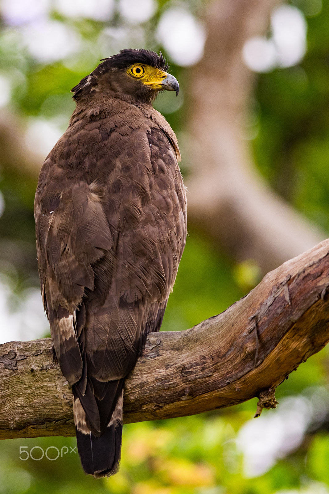 Nikon D3300 + Nikon AF-S Nikkor 300mm F4D ED-IF sample photo. Crested serpent eagle photography