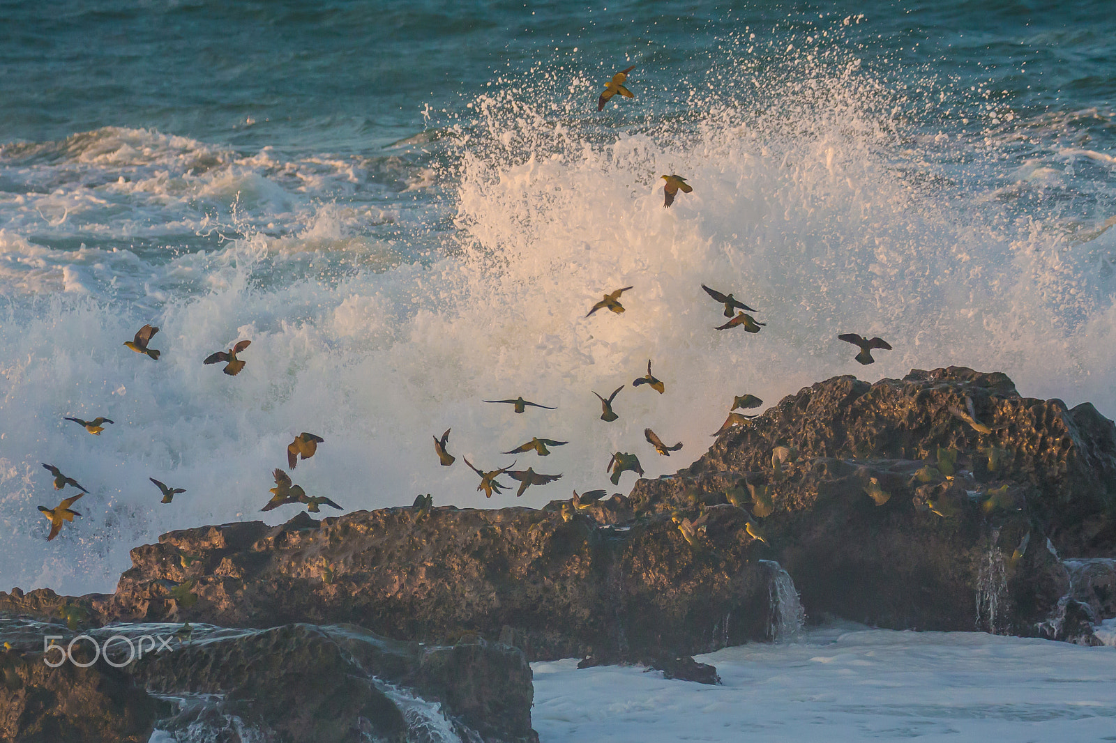 Canon EOS-1D X sample photo. Pigeons bathed by the morning light photography