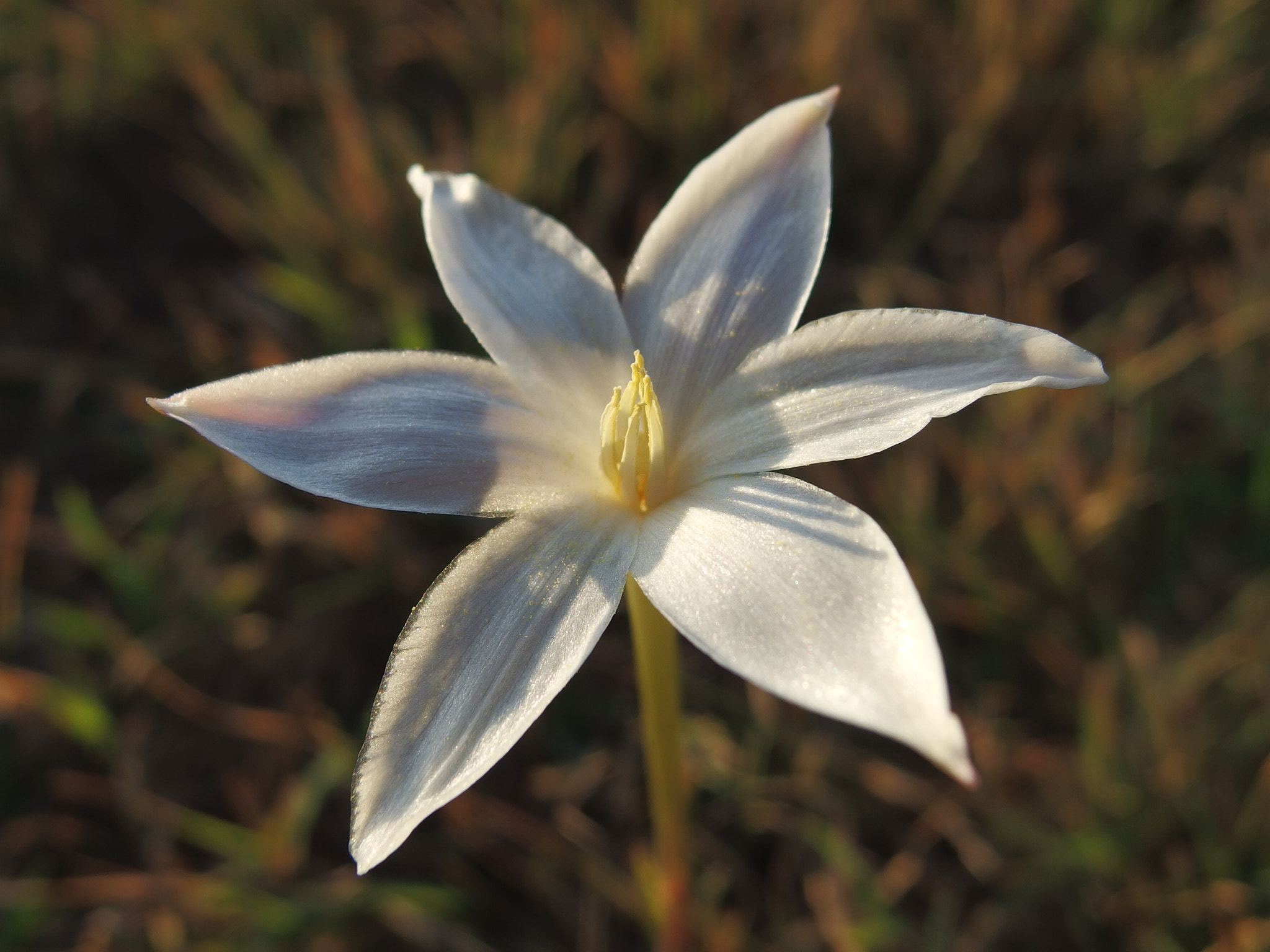 PENTAX RICOH IMAGING PENTAX MX-1 sample photo. Rain lily photography