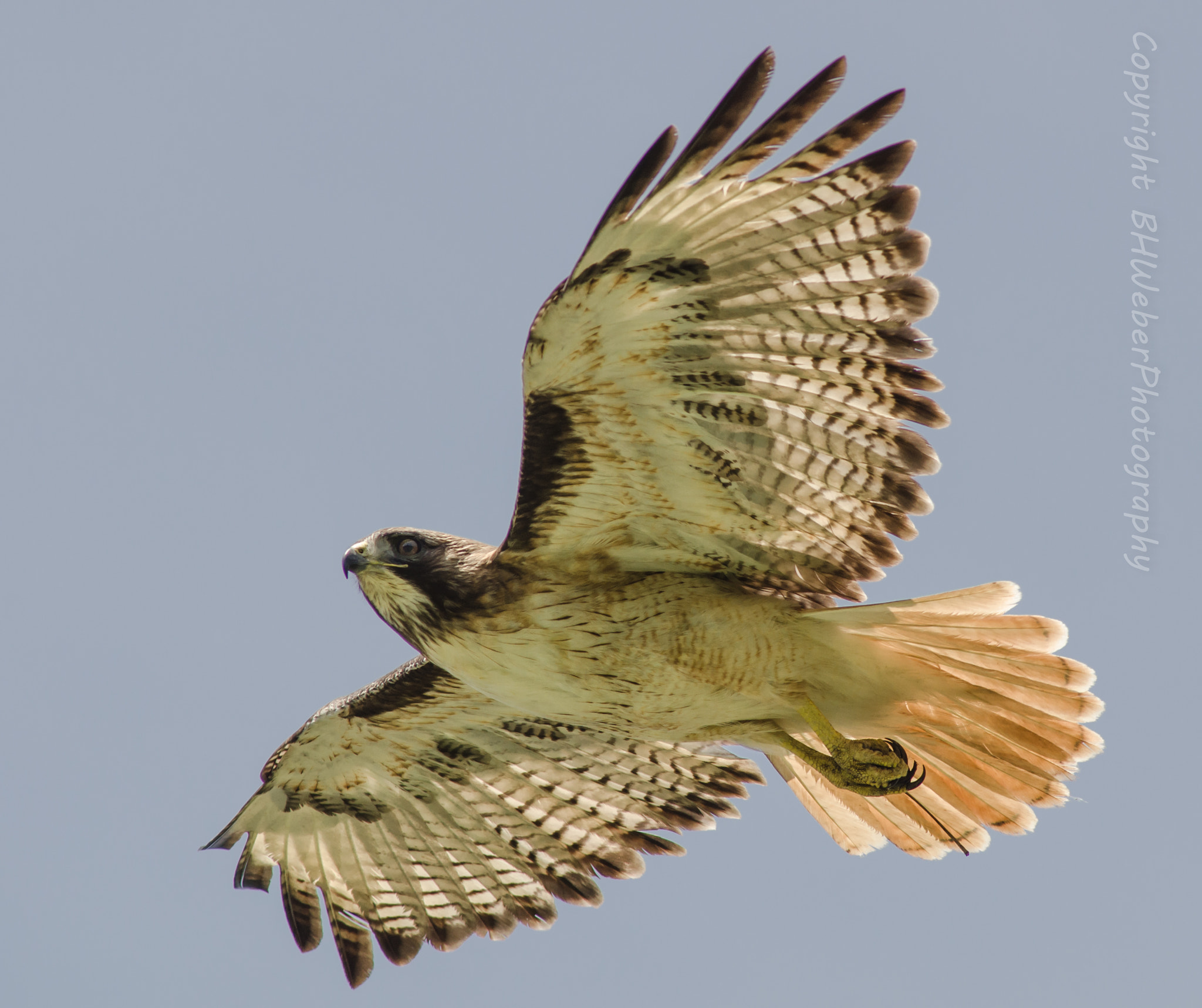 Nikon D7000 + AF Nikkor 300mm f/4 IF-ED sample photo. Redtail soaring photography