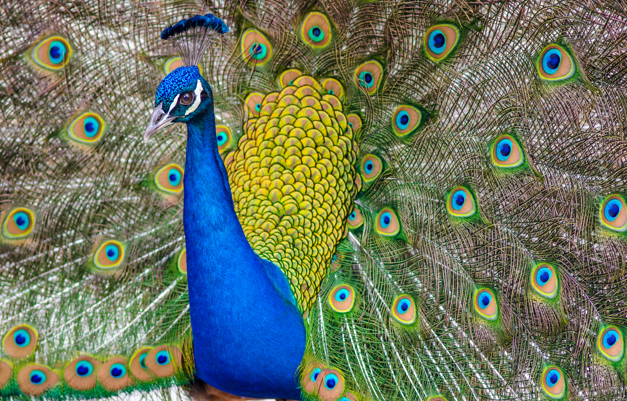 Nikon D7000 + AF Nikkor 300mm f/4 IF-ED sample photo. Colors on display photography