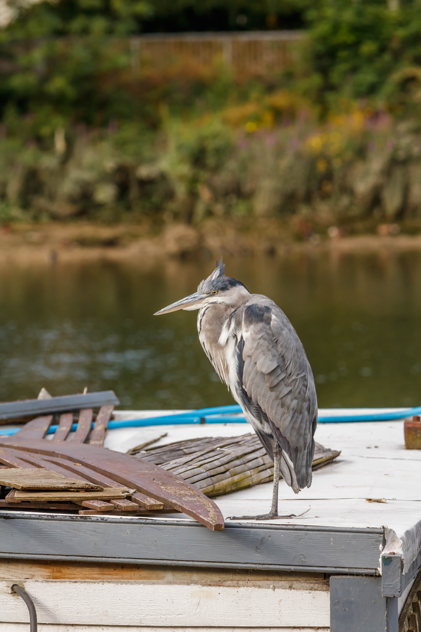 Canon EOS 750D (EOS Rebel T6i / EOS Kiss X8i) + Canon EF 70-200mm F4L IS USM sample photo. Heron resting photography