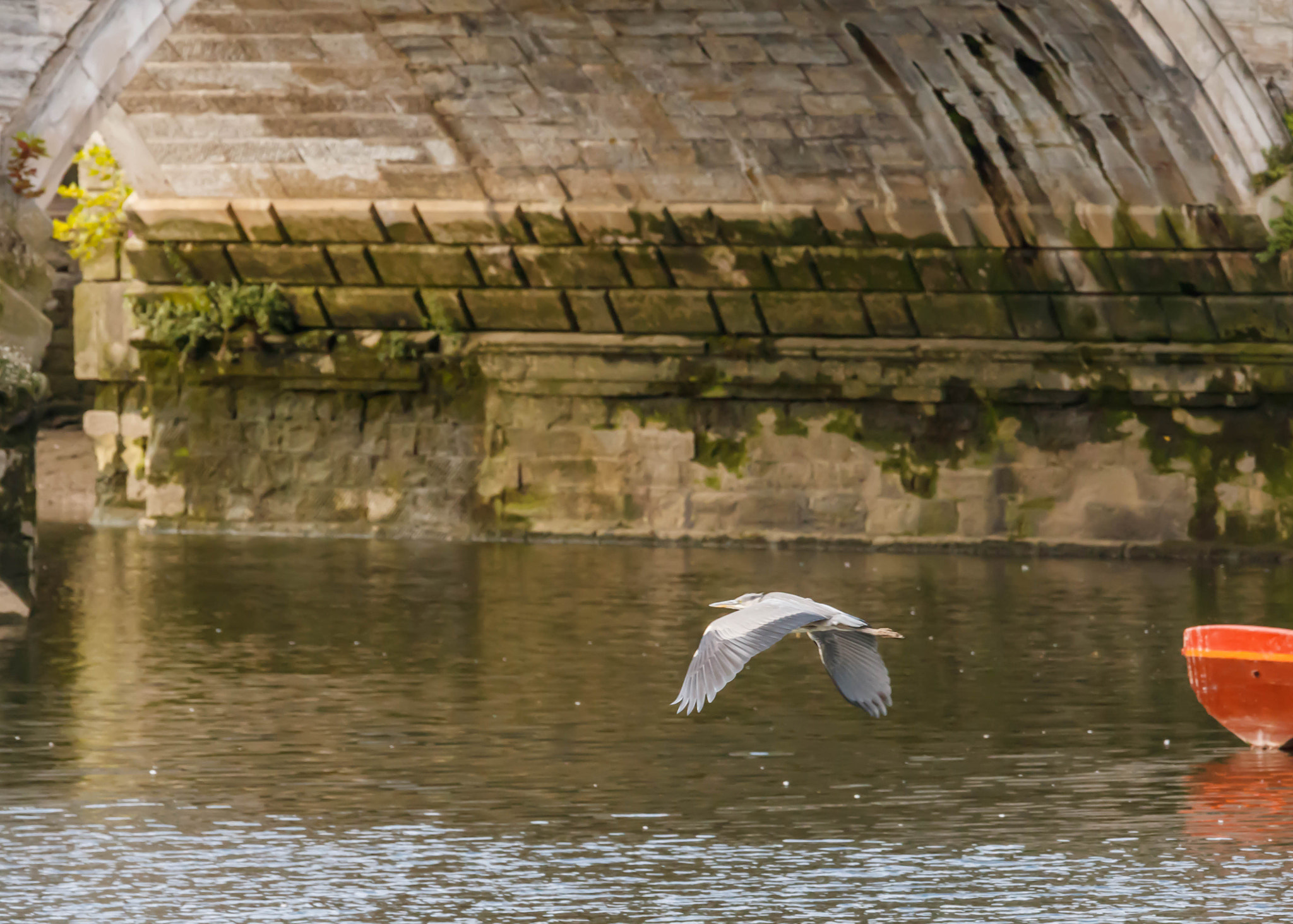 Canon EOS 750D (EOS Rebel T6i / EOS Kiss X8i) + Canon EF 70-200mm F4L IS USM sample photo. Heron flying under richmond bridge photography