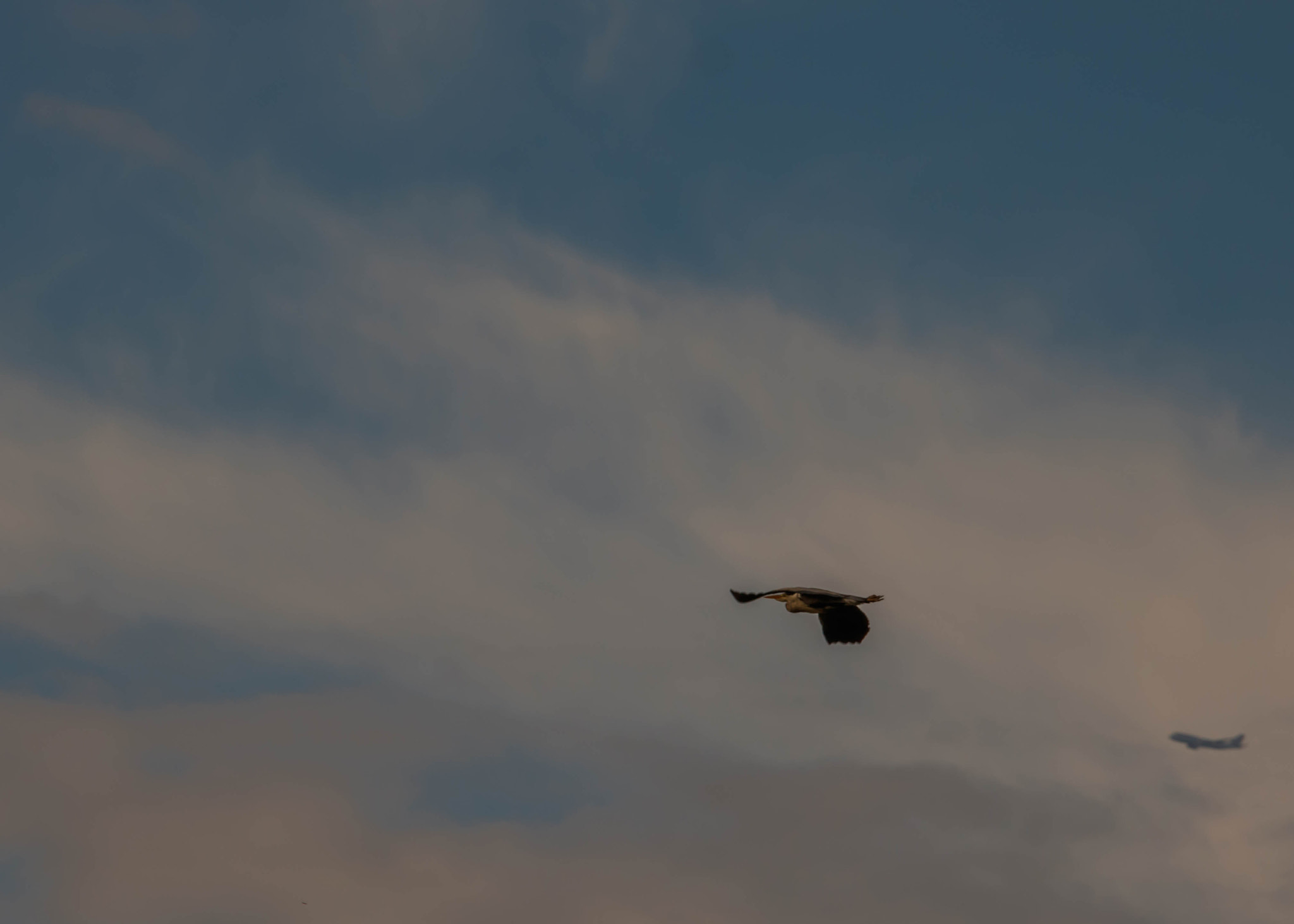 Canon EOS 750D (EOS Rebel T6i / EOS Kiss X8i) + Canon EF 70-200mm F4L IS USM sample photo. Heron and jumbo photography