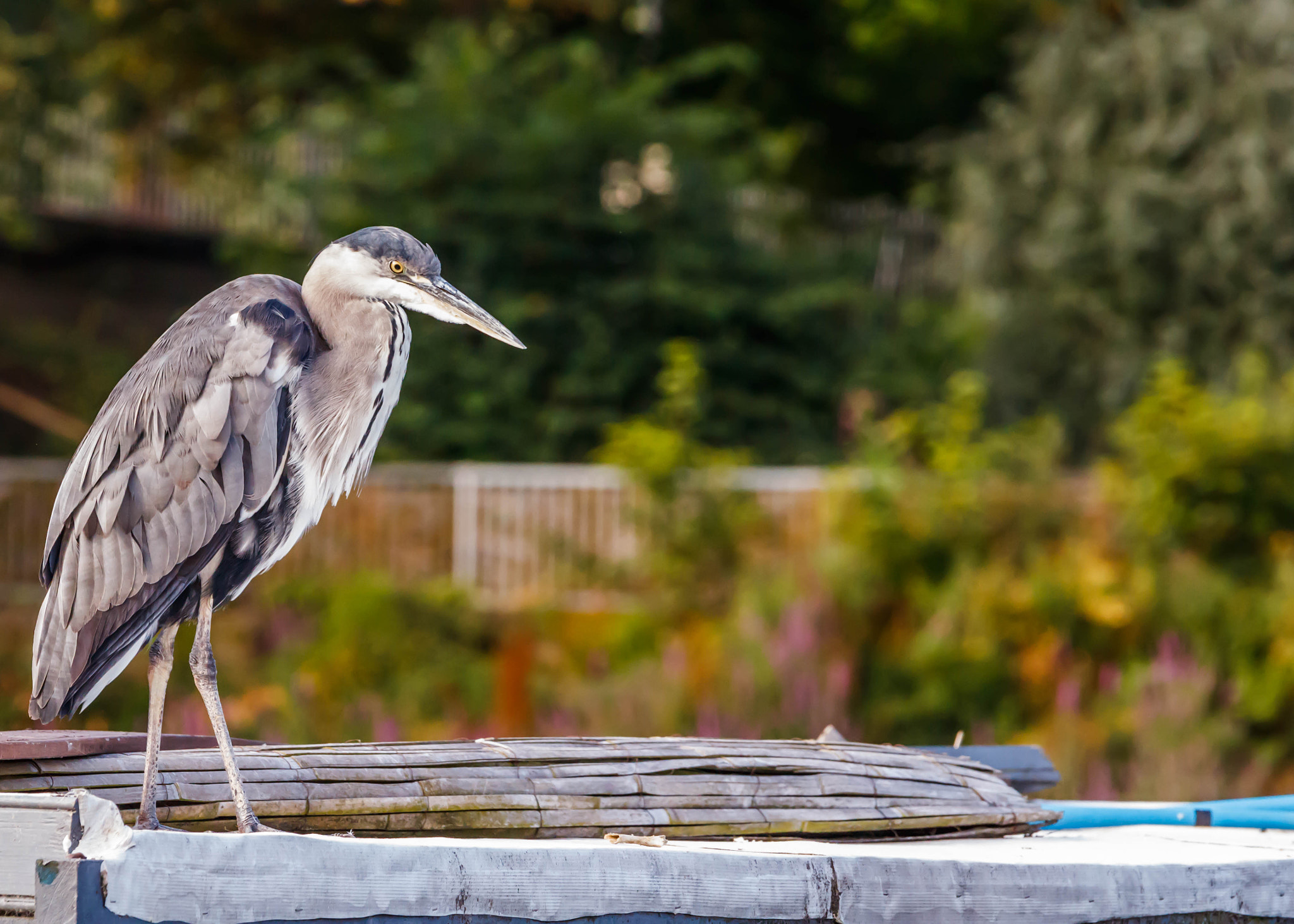 Canon EOS 750D (EOS Rebel T6i / EOS Kiss X8i) + Canon EF 70-200mm F4L IS USM sample photo. Resting heron photography