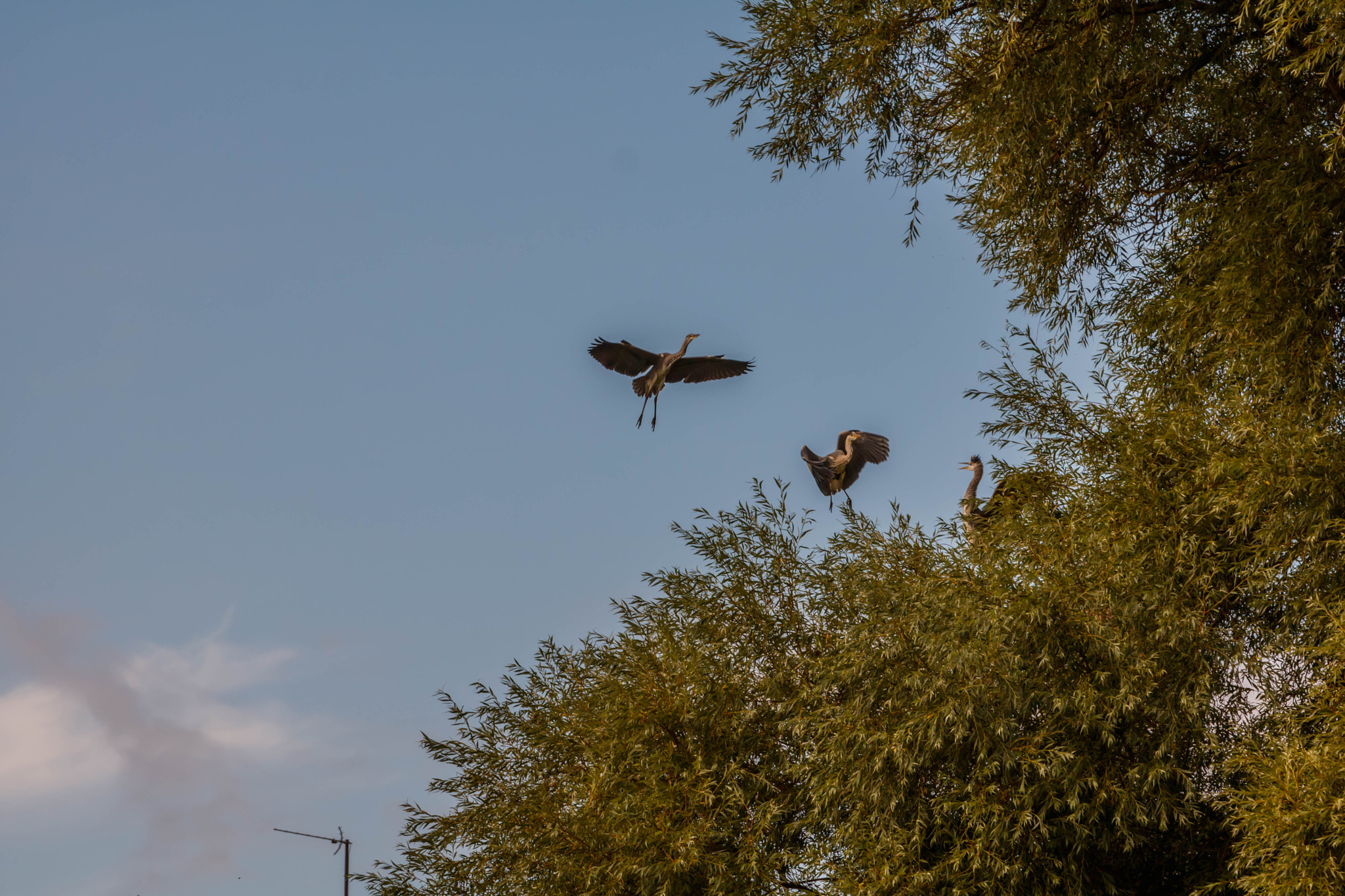 Canon EOS 750D (EOS Rebel T6i / EOS Kiss X8i) + Canon EF 70-200mm F4L IS USM sample photo. Heron family nesting photography