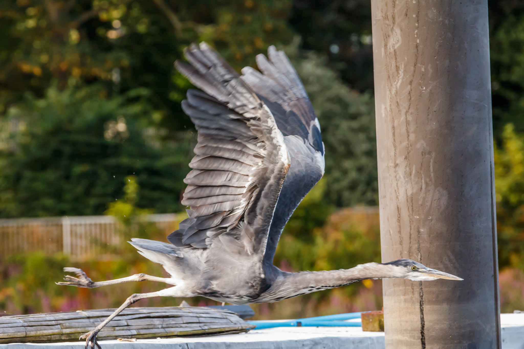 Canon EOS 750D (EOS Rebel T6i / EOS Kiss X8i) + Canon EF 70-200mm F4L IS USM sample photo. Heron taking  off photography