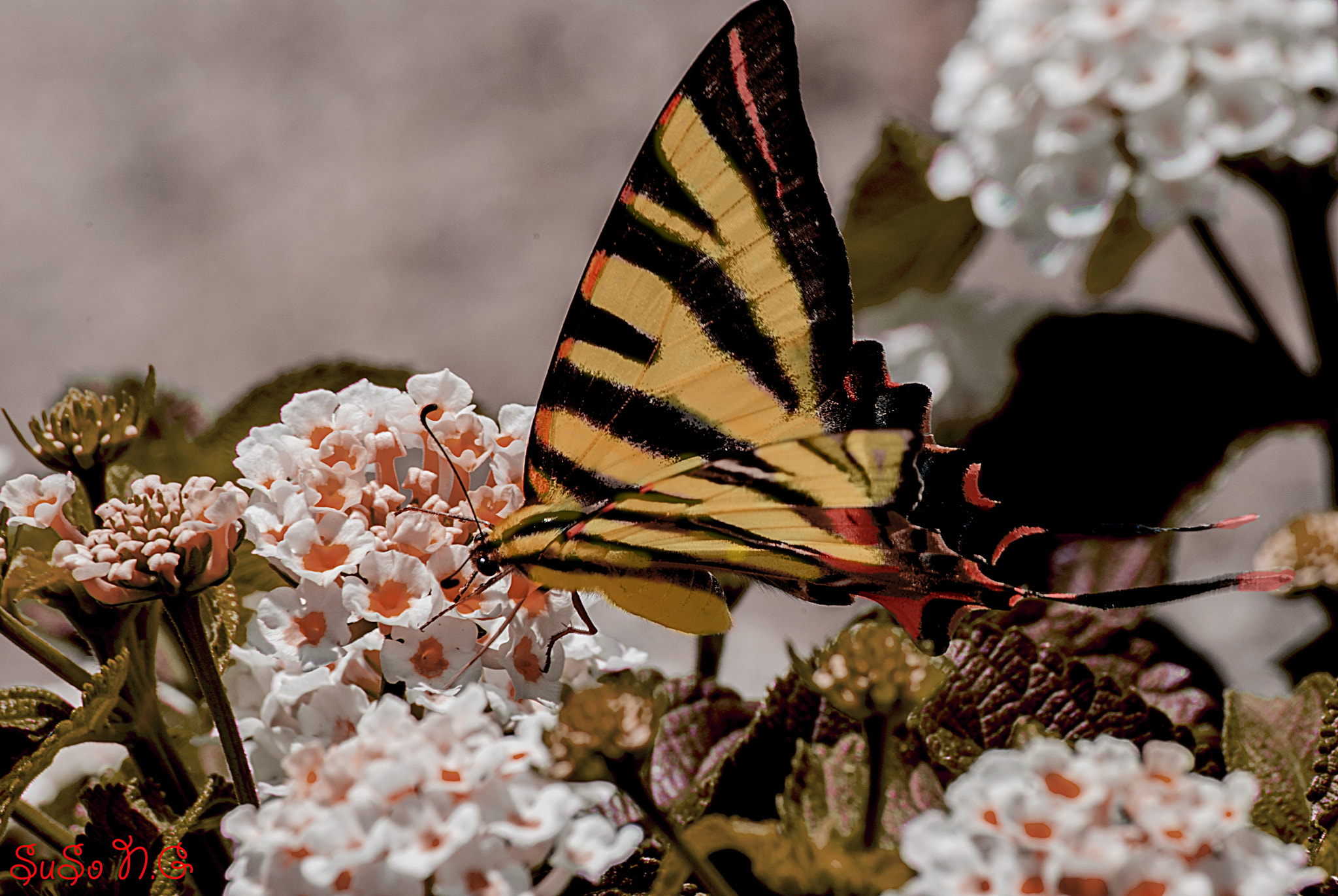Nikon D3000 sample photo. Mariposa..... photography