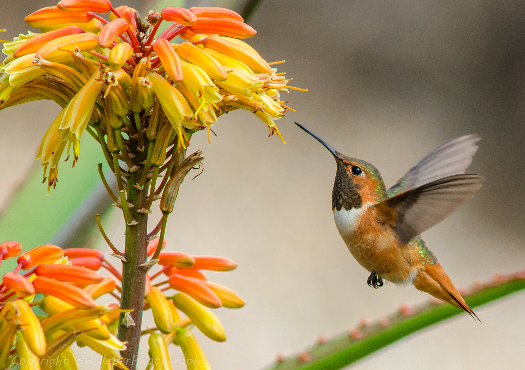 Nikon D7000 + AF Nikkor 300mm f/4 IF-ED sample photo. Hummingbird and agave photography