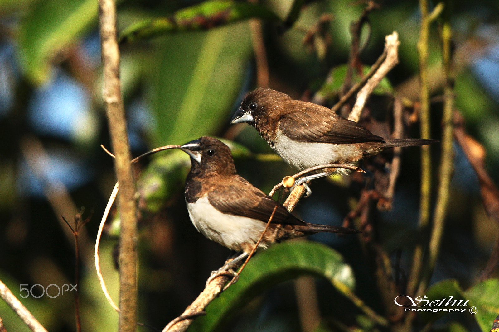 Canon EF 400mm F2.8L IS USM sample photo. 4w2j4555.jpg photography