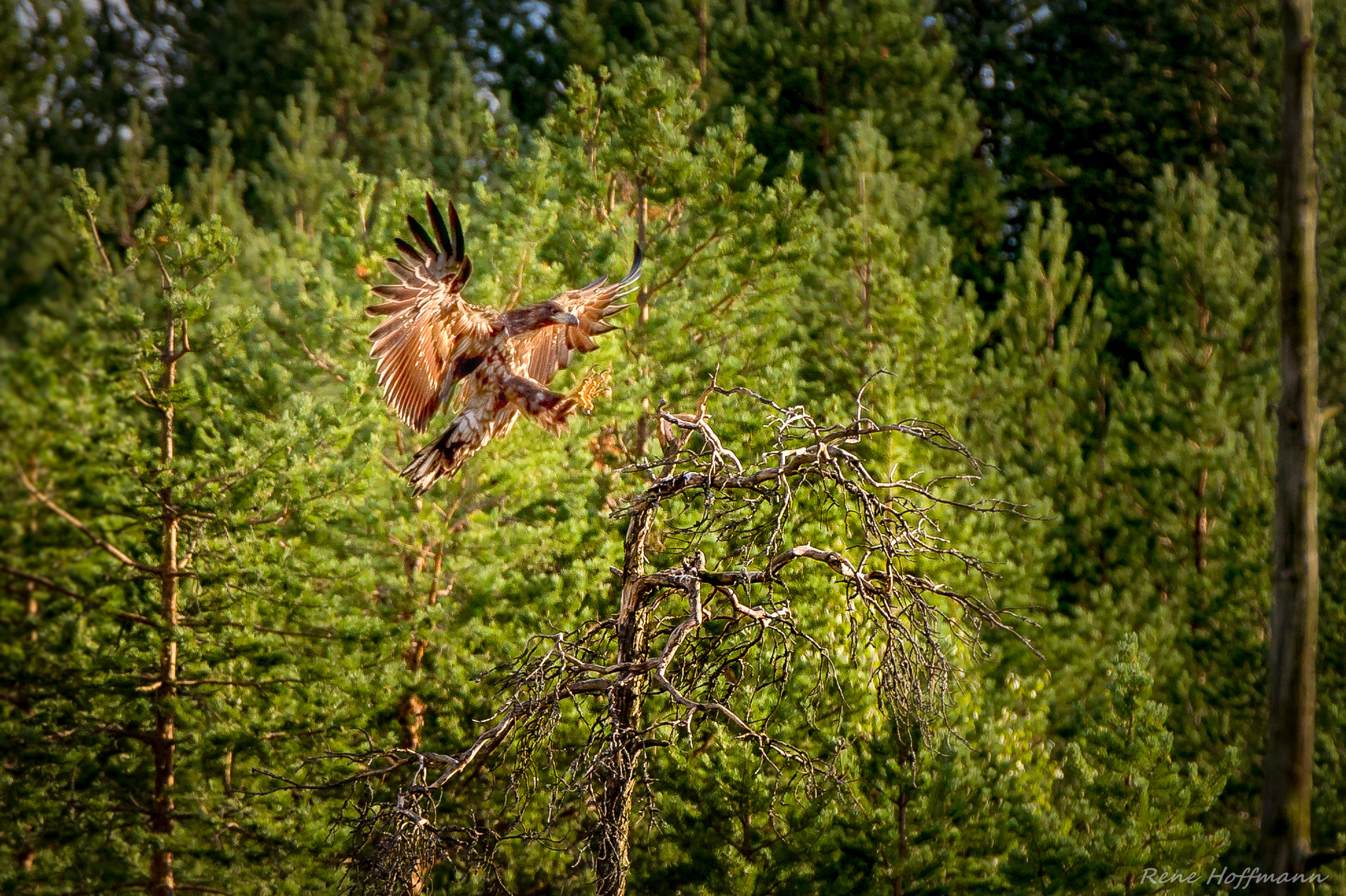 Canon EF 70-200mm F2.8L IS II USM sample photo. Eagle landing photography