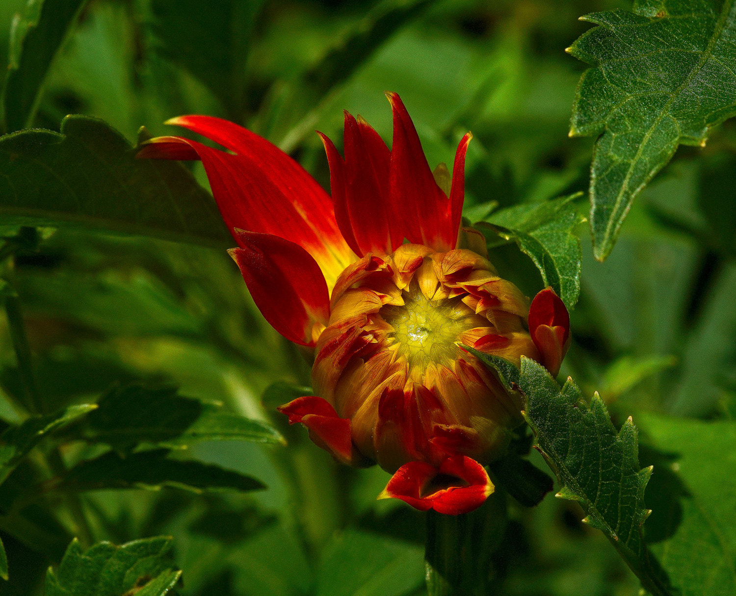 100mm F2.8 SSM sample photo. Emerging dahlia photography