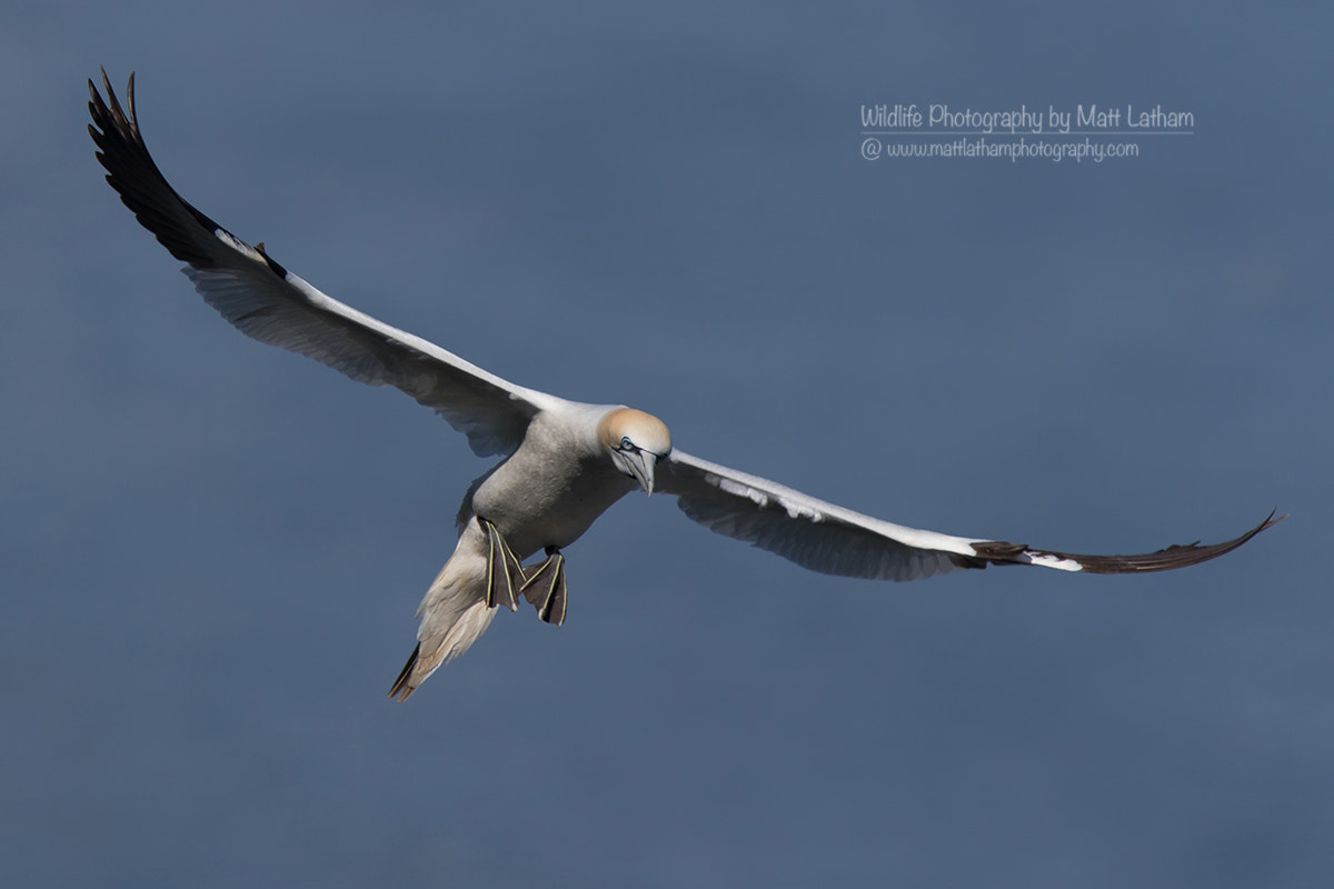 Canon EF 300mm F2.8L IS USM sample photo. Gannet (morus bassanus) photography