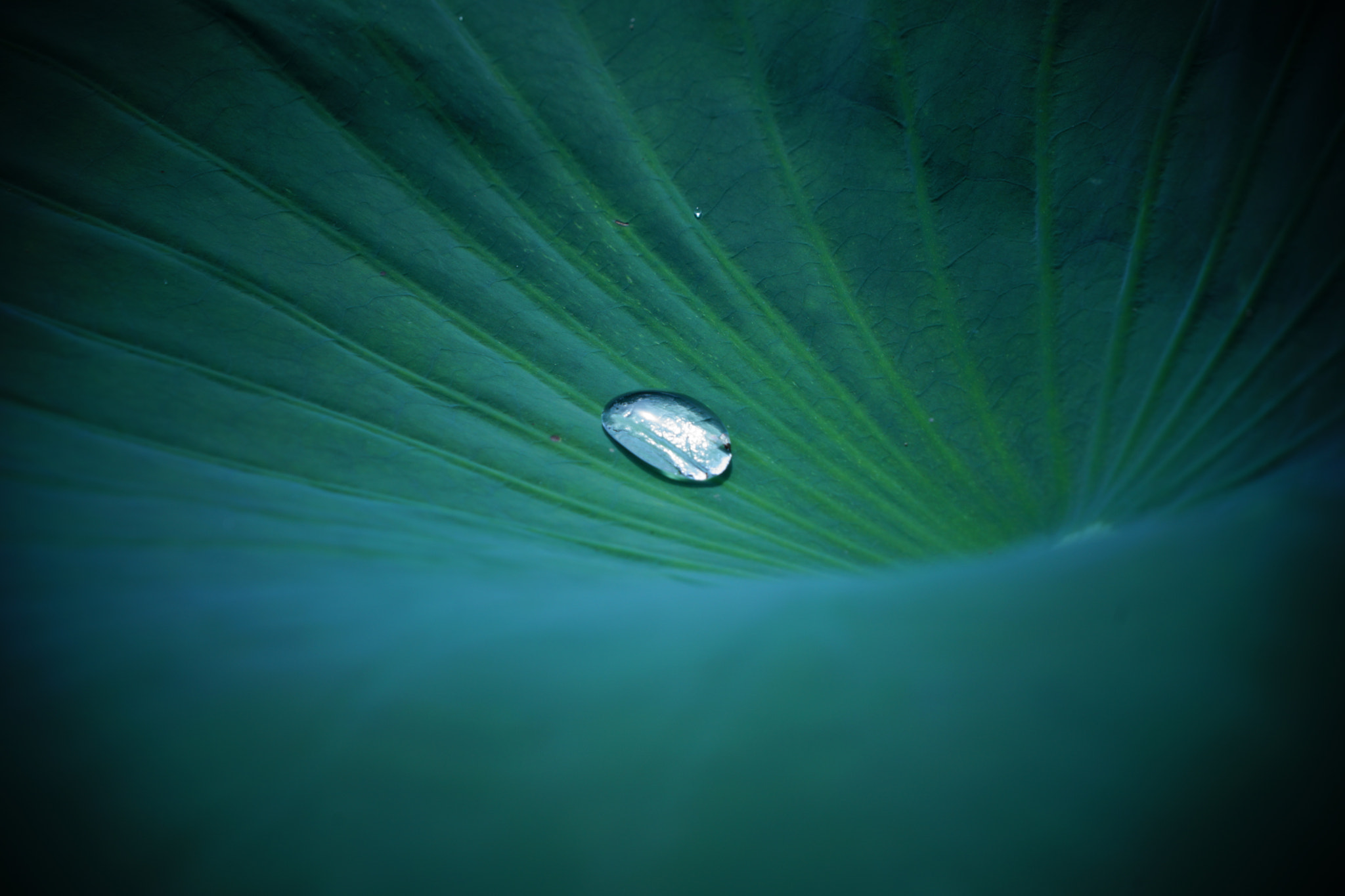 Sony FE 24-240mm F3.5-6.3 OSS sample photo. Lotus and waterdrop photography