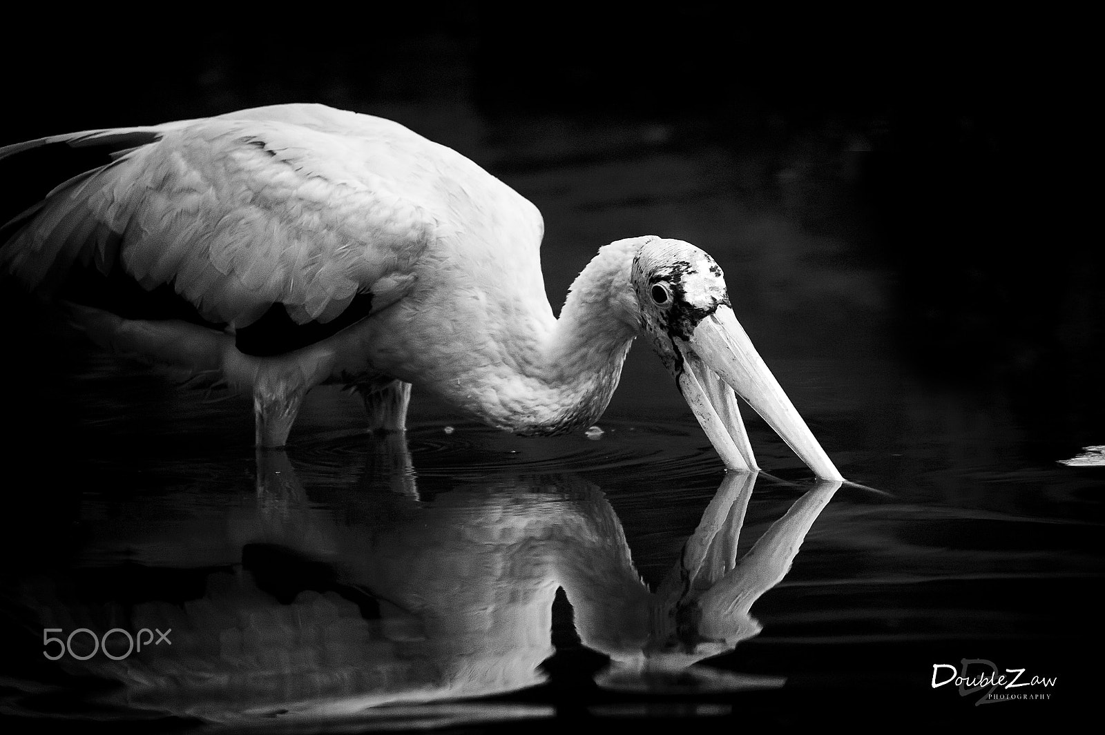 Nikon D4 sample photo. B&w photography