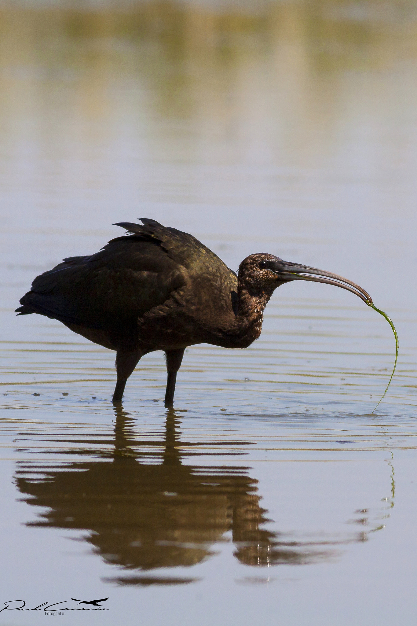 Canon EOS 50D + Canon EF 400mm F5.6L USM sample photo. Migniattaio photography