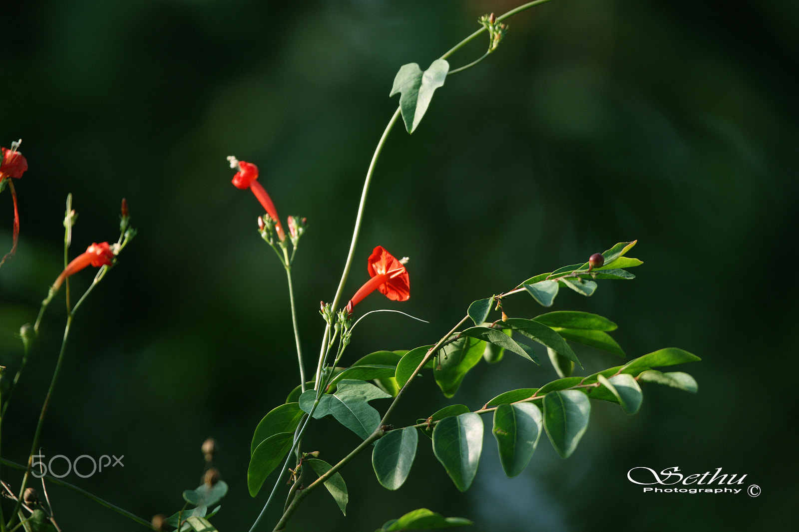 Canon EF 400mm F2.8L IS USM sample photo. 4w2j4664.jpg photography