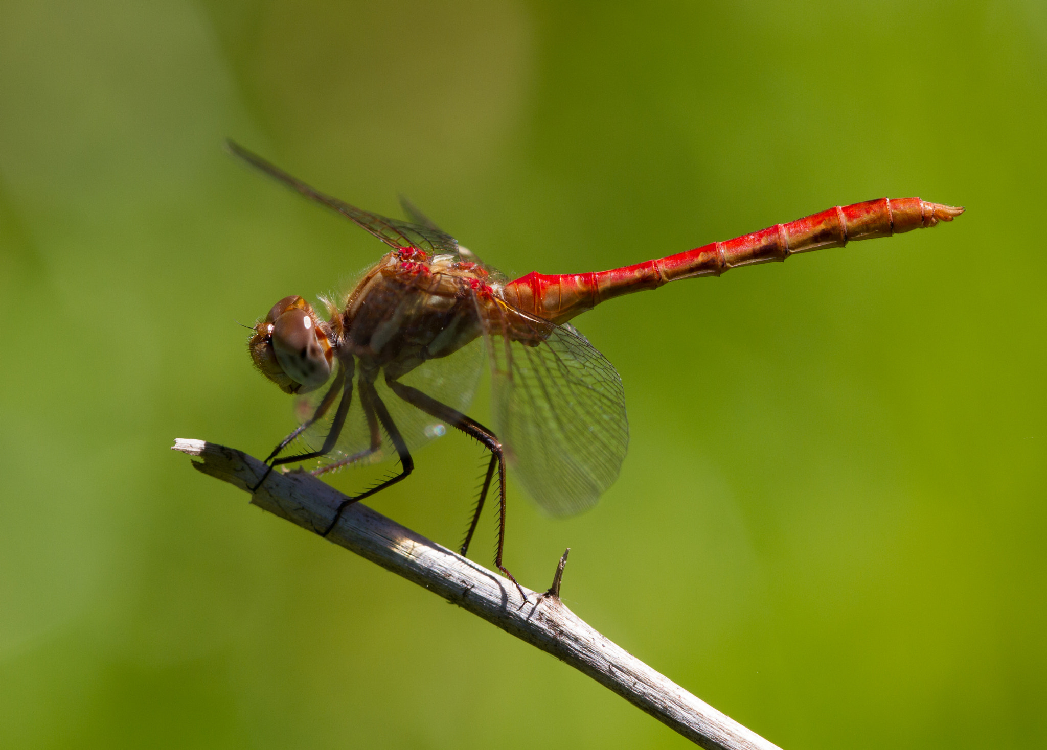Canon EF 180mm F3.5L Macro USM sample photo. Red rider photography