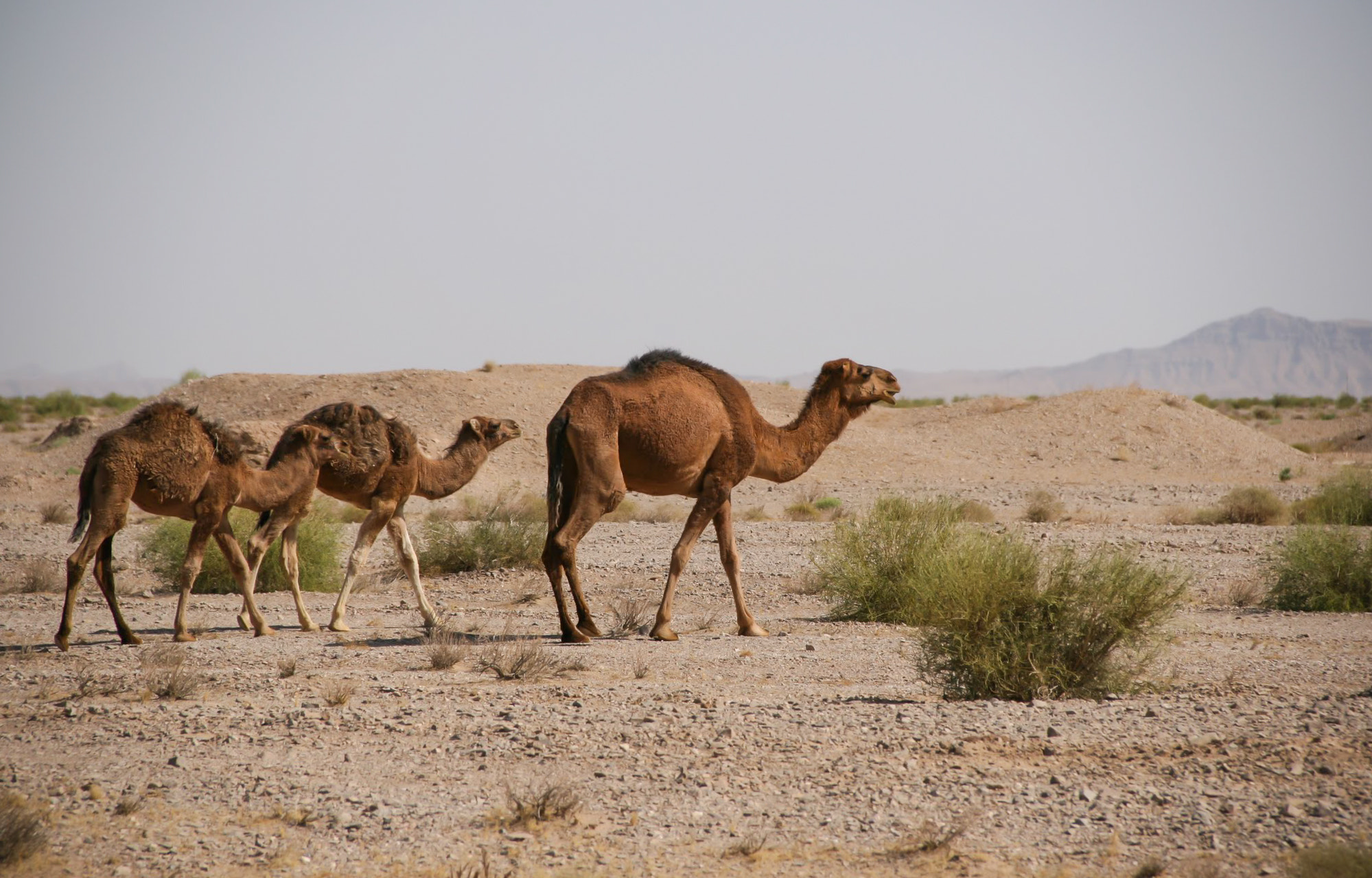 Canon EOS 30D + Canon EF-S 18-135mm F3.5-5.6 IS sample photo. Camels on desert photography