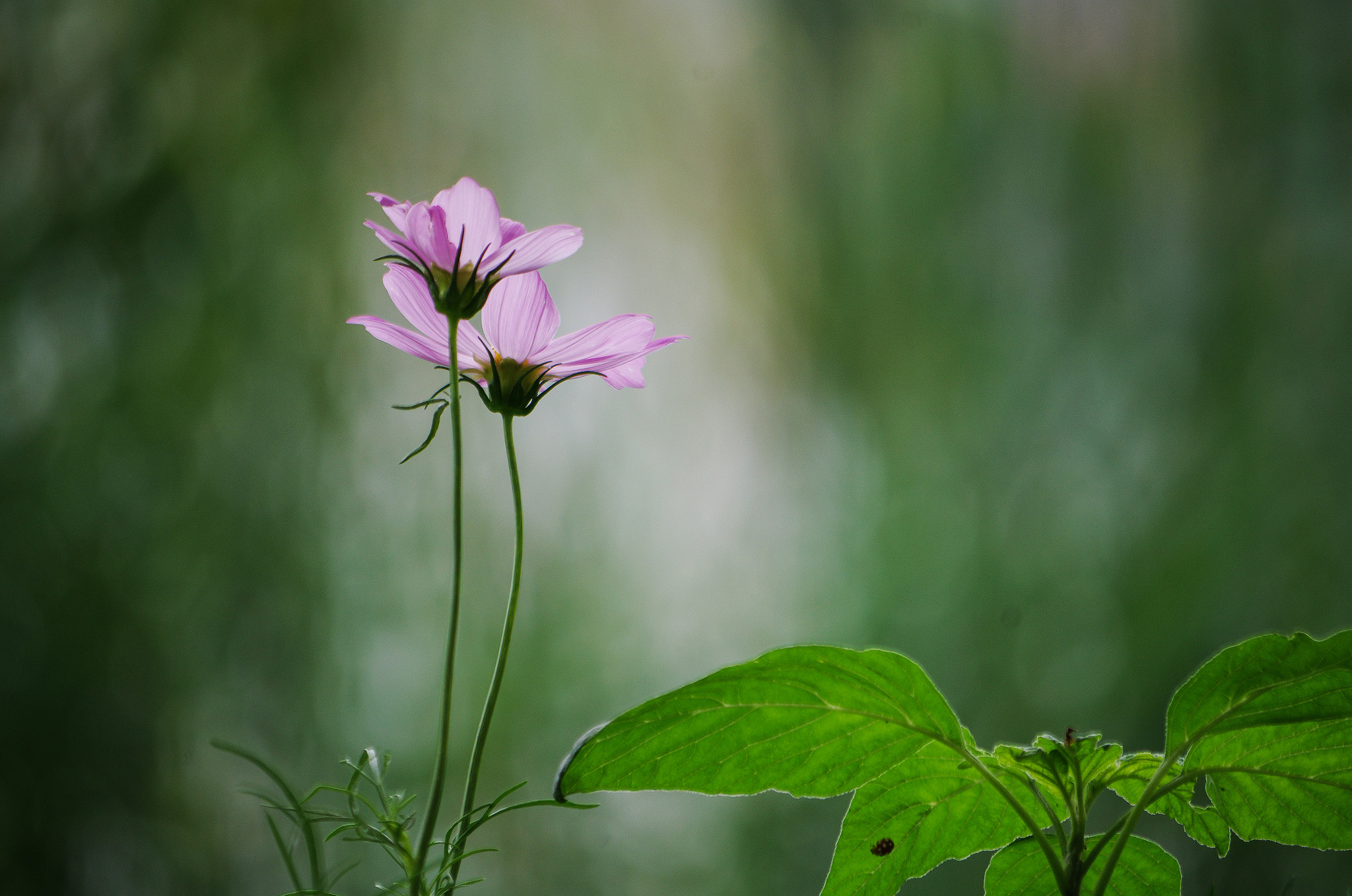 Pentax smc DA 50-200mm F4-5.6 ED sample photo. Purple cosmos - twins photography