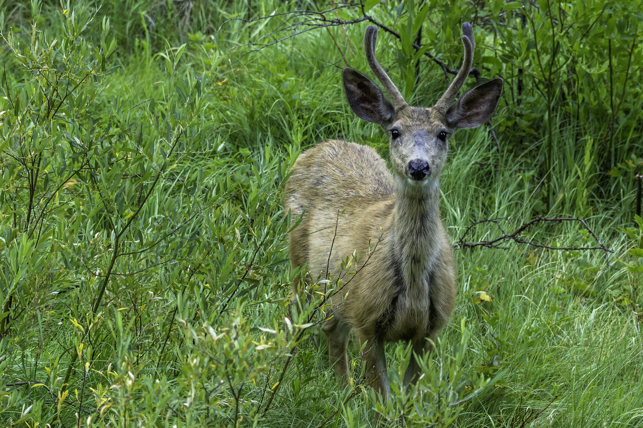 150-600mm F5-6.3 DG OS HSM | Contemporary 015 sample photo. Young buck photography