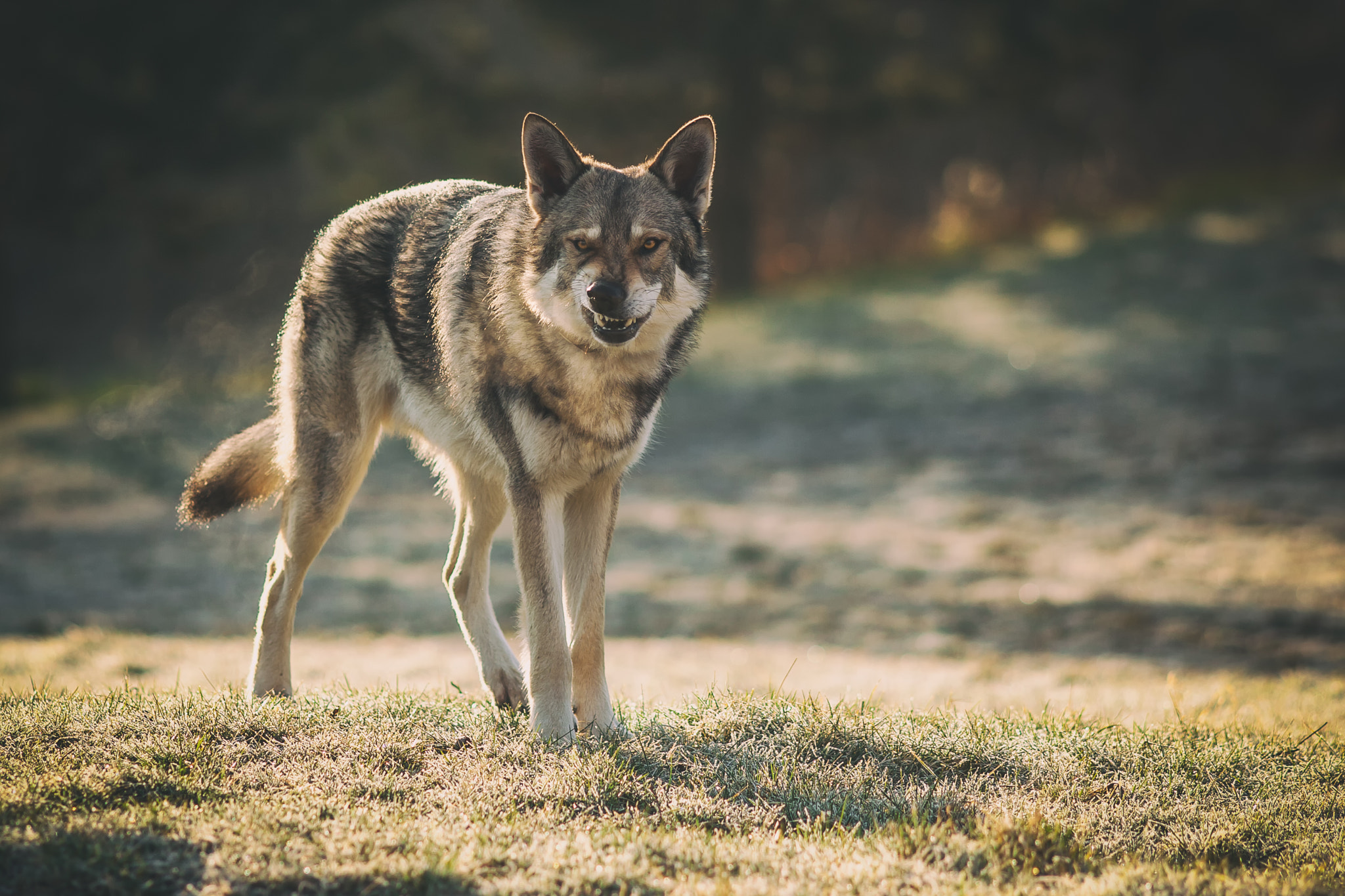 Canon EF 200mm F2.8L II USM sample photo. Saarloos wolfdog photography