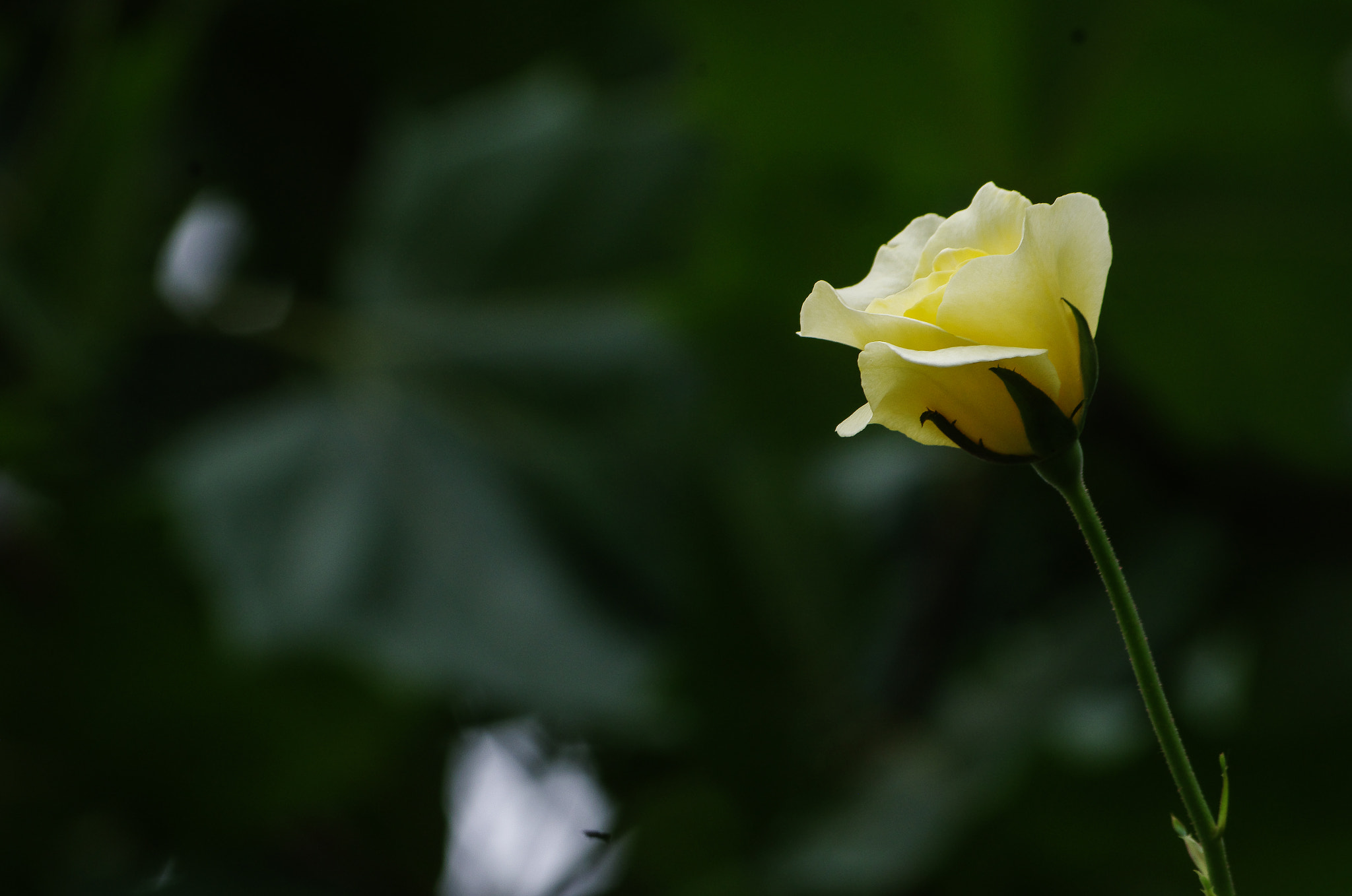 Pentax K-30 + Pentax smc DA 50-200mm F4-5.6 ED sample photo. Yellow chinese rose photography