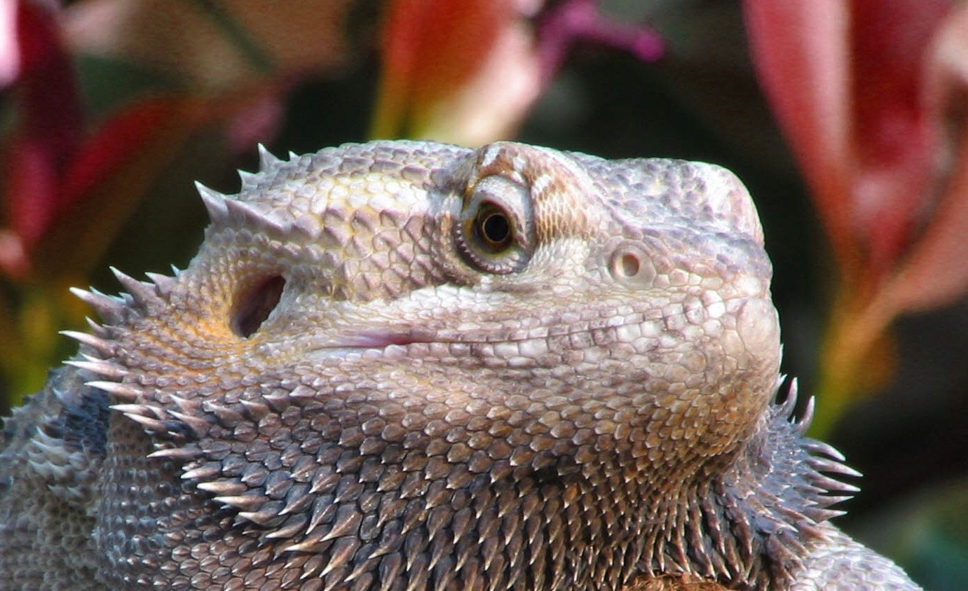Canon POWERSHOT S1 IS sample photo. M and m, bearded dragon photography