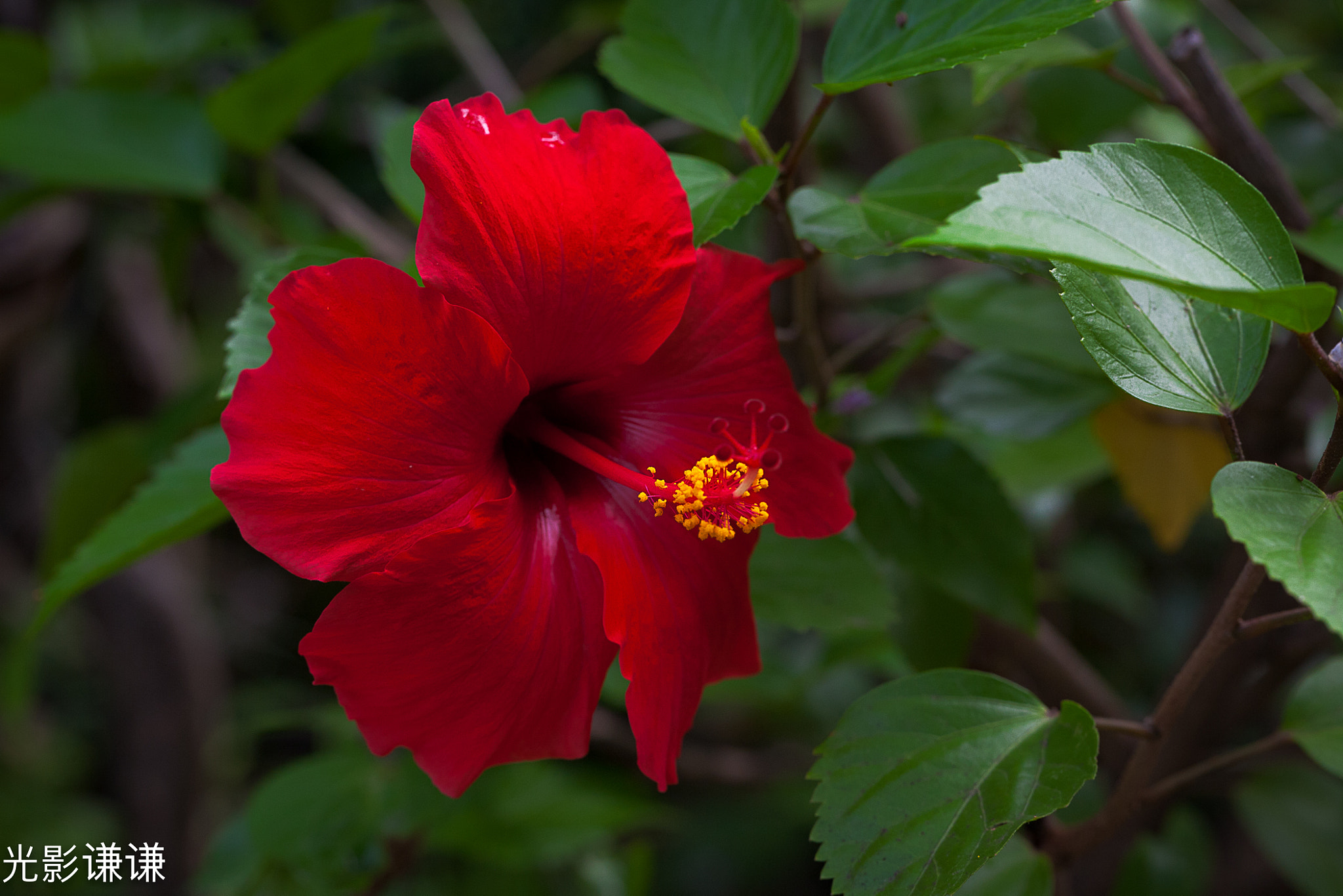 Canon EOS 5D + Canon EF 100mm F2.8L Macro IS USM sample photo. 红肥绿瘦 photography